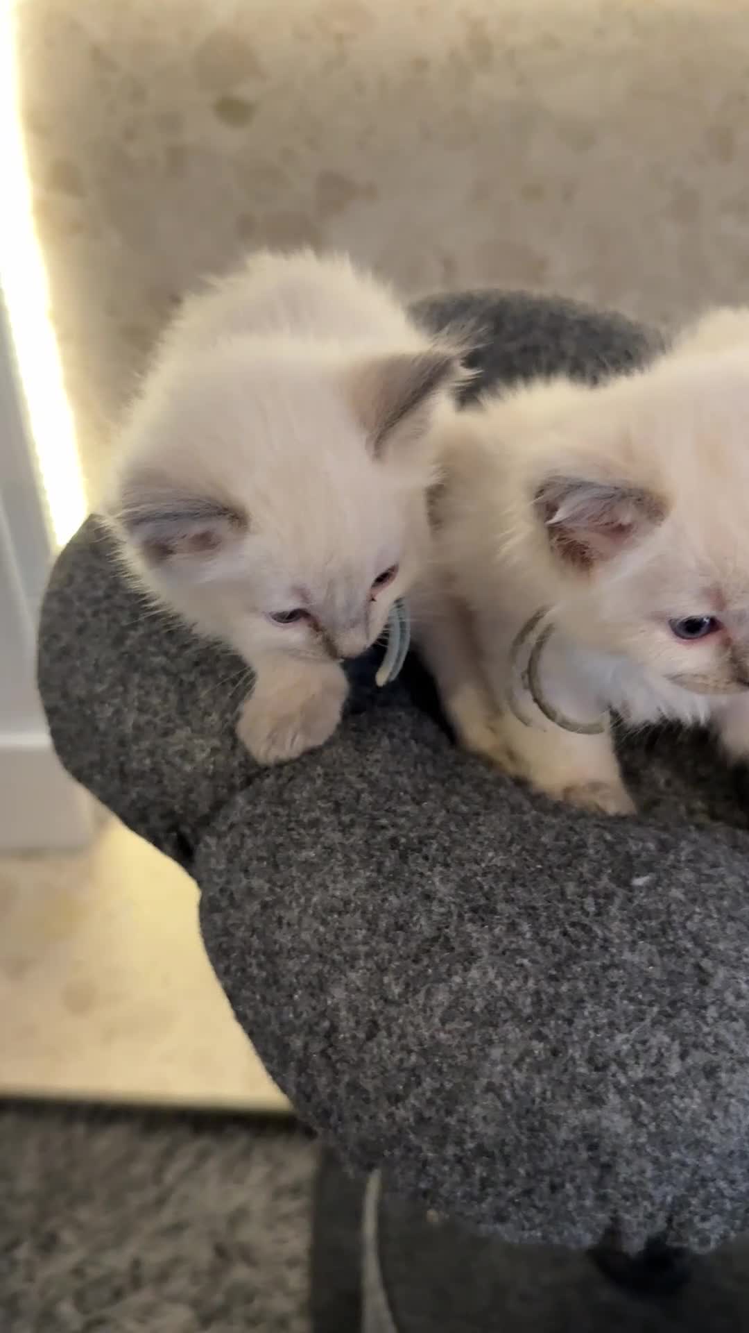 Ragdoll cats for sale: *** 3 Male 1 Female Blue Point Ragdoll Kittens *** - Video 1