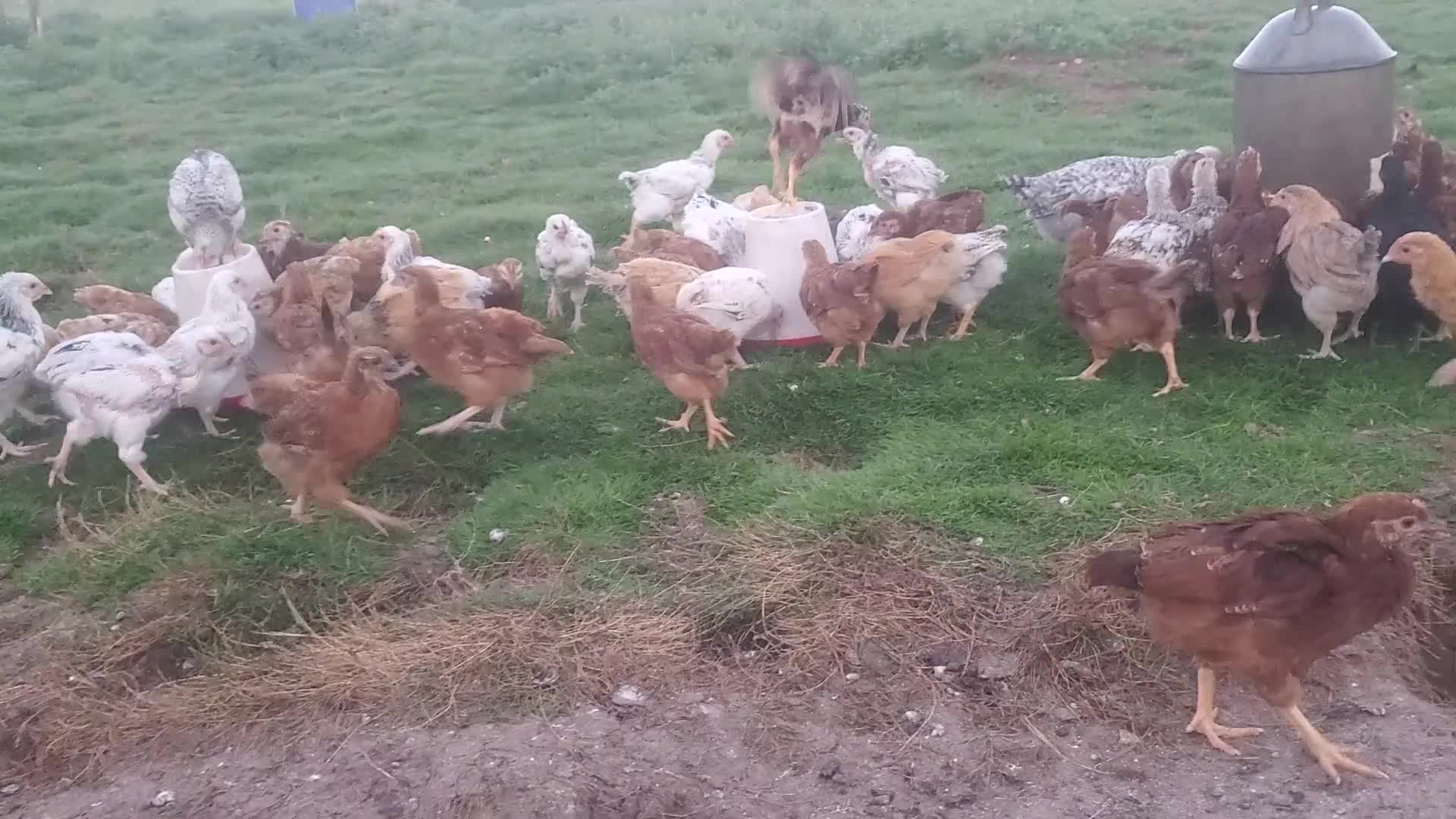 Mixed Breed poultry for sale: Day Old to 7 Week Chicks Farmyard Crosses - Video 1