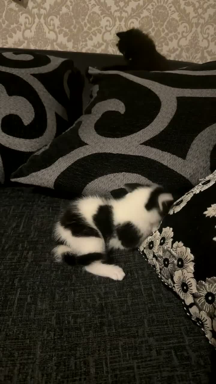 Mixed Breed cats for sale: Adorable litter of 3  - Video 1