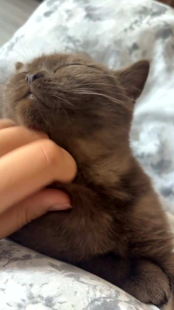 British Shorthair cats for sale: Cinnamon BSH - Video 1