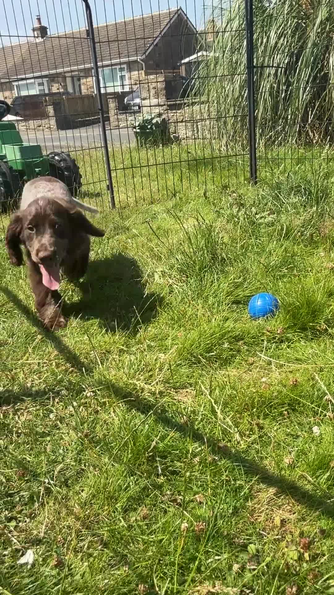 Cocker Spaniel dogs for sale: Wilson KC Registered Looking For Forever Home - Video 3