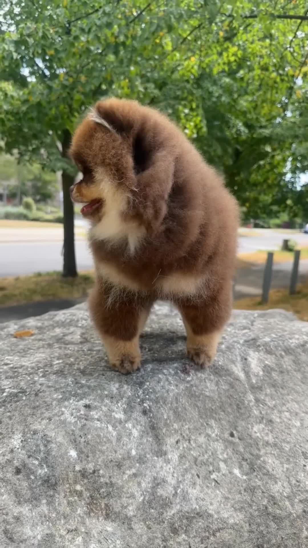 Pomeranian dogs for stud: Stunning Chocolate Tan Pomeranian Import 3kg - Video 1