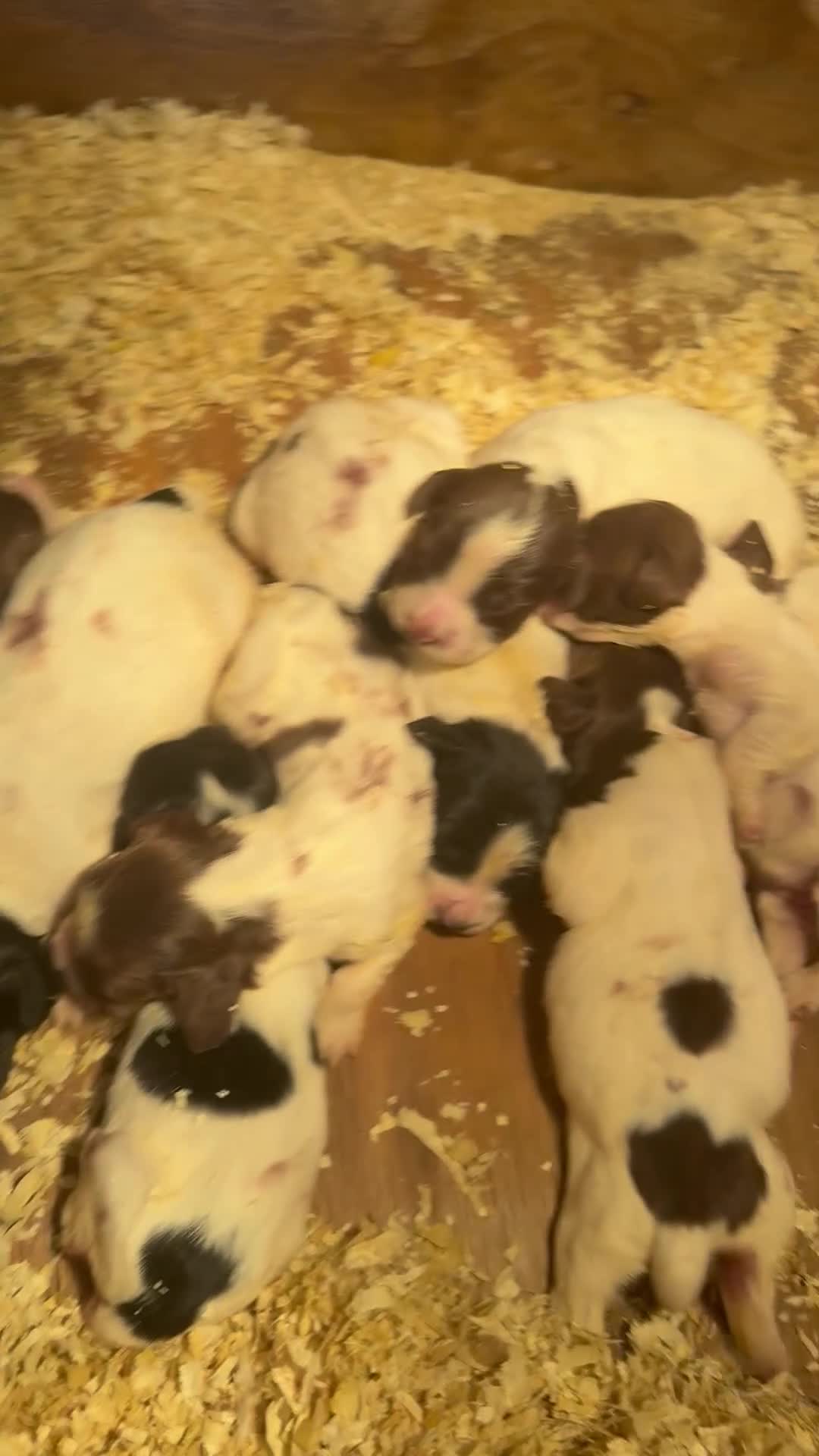 English Springer Spaniel dogs for sale: SIRED by IR FTCH Broomfield Abel of Sliabh - Video 1