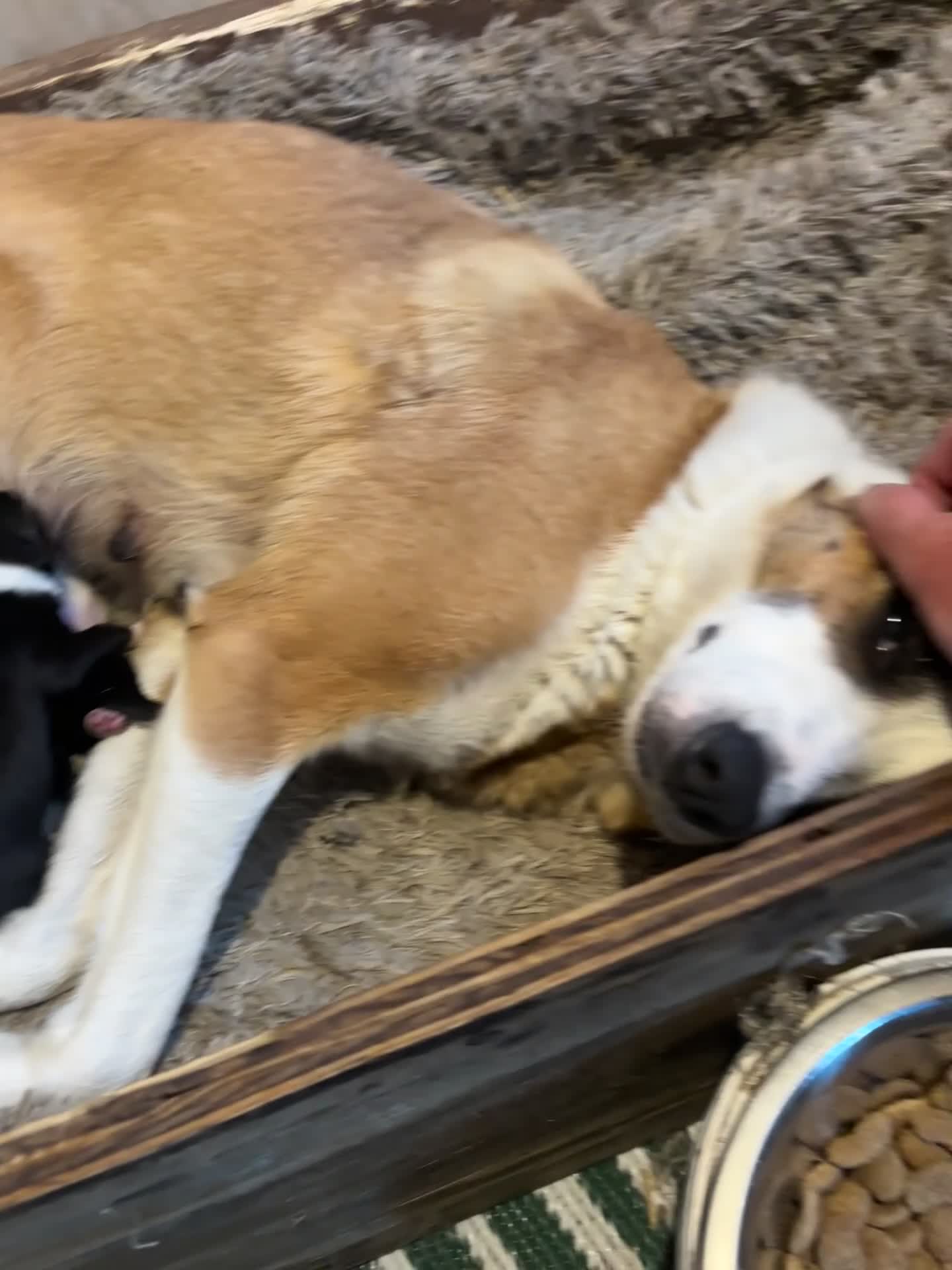 Mixed Breed dogs for sale: Collie  in Caernarfon - Video 1