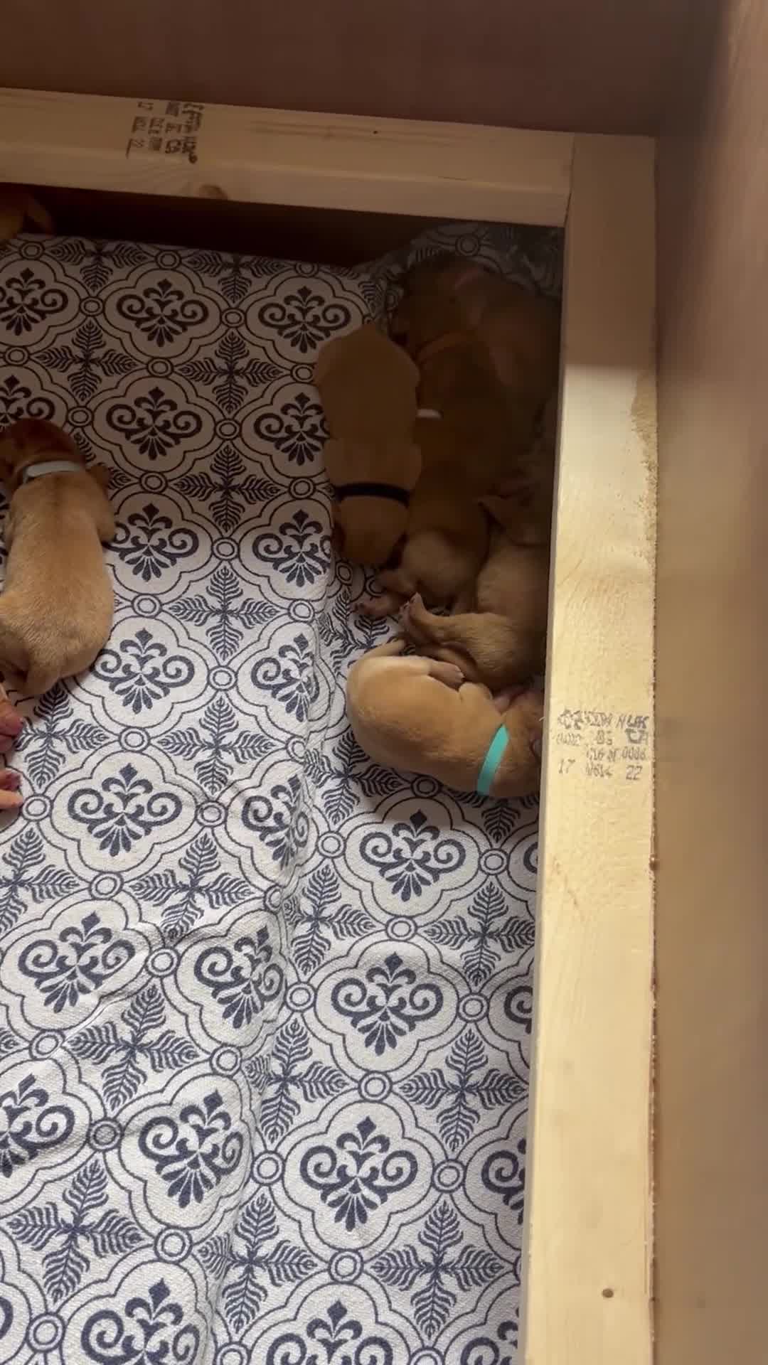Labrador Retriever dogs for sale: Beautiful fox red Labrador litter  - Video 1