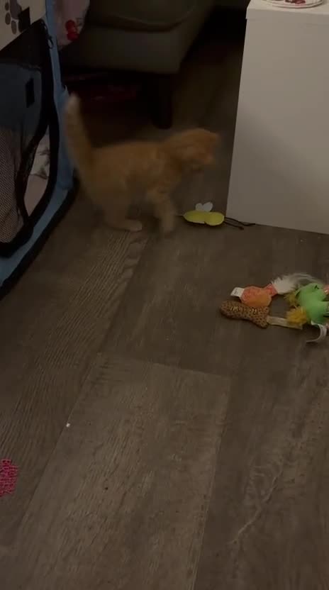 Mixed Breed cats for sale: cross Maine coon kittens-only ginger boy available - Video 1