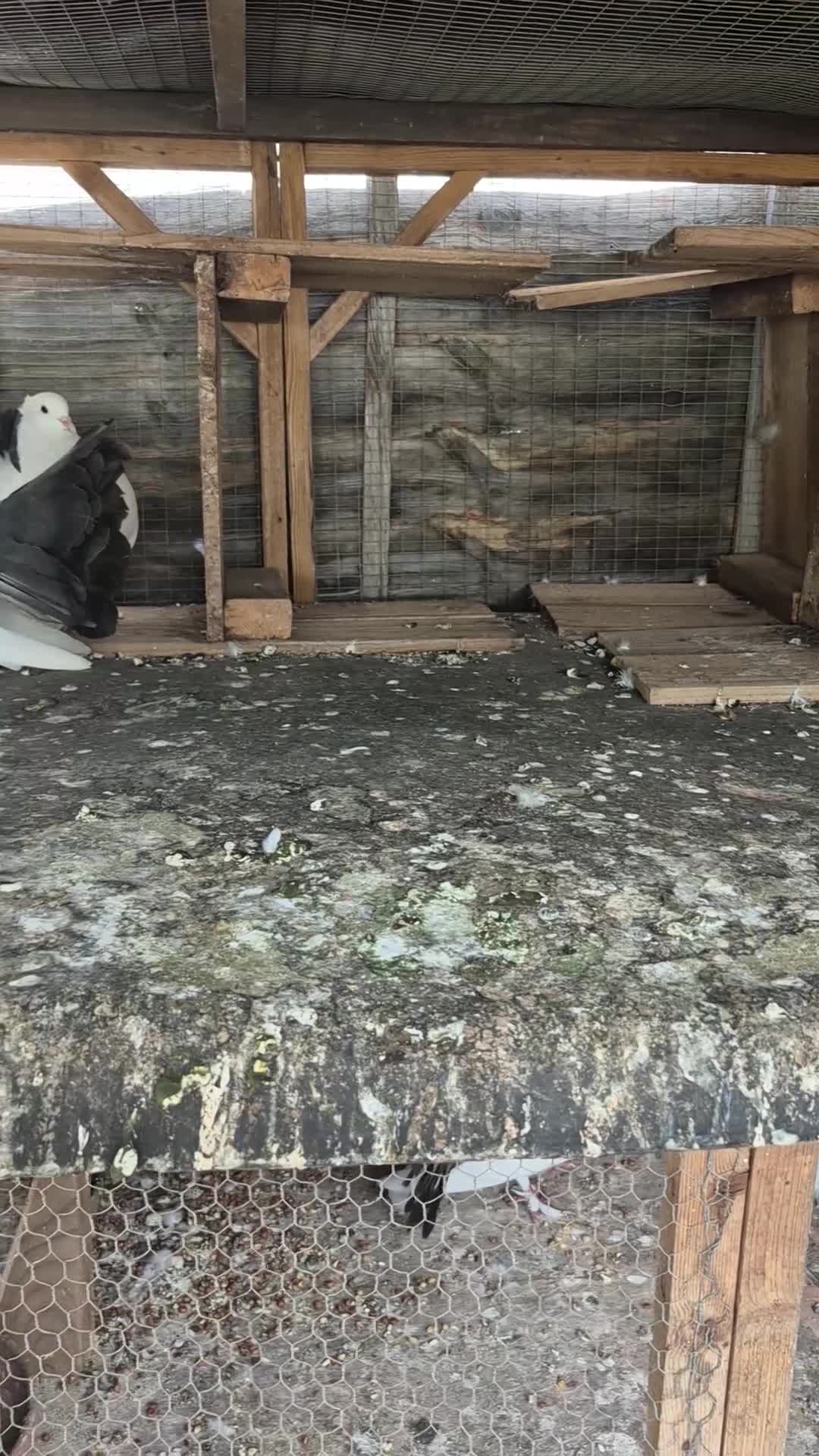 Mixed Breed birds for sale: Indian fontail - Video 1