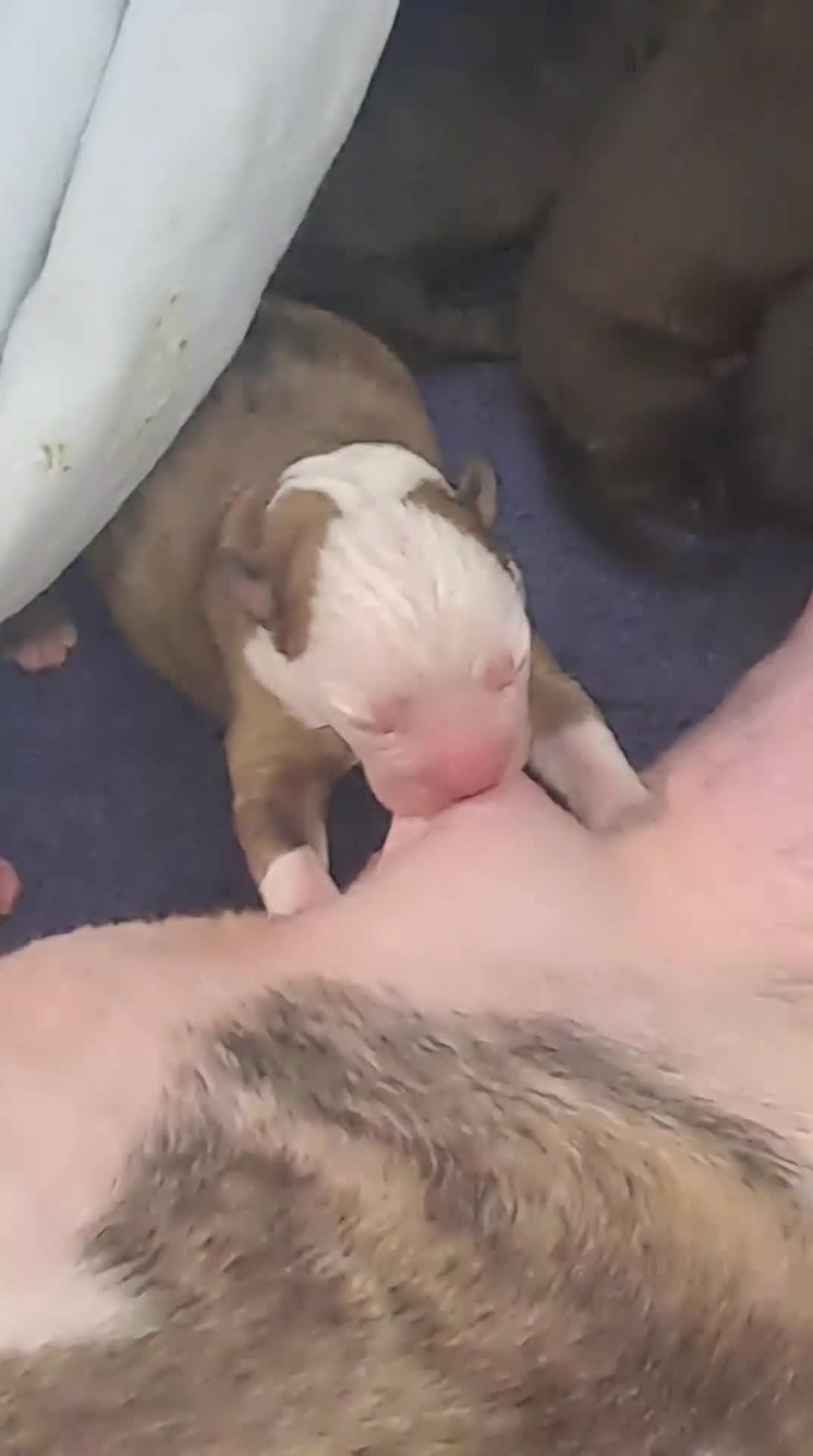 Mixed Breed dogs for sale: 2 handsome bullweiller's left from a litter of 10 - Video 2