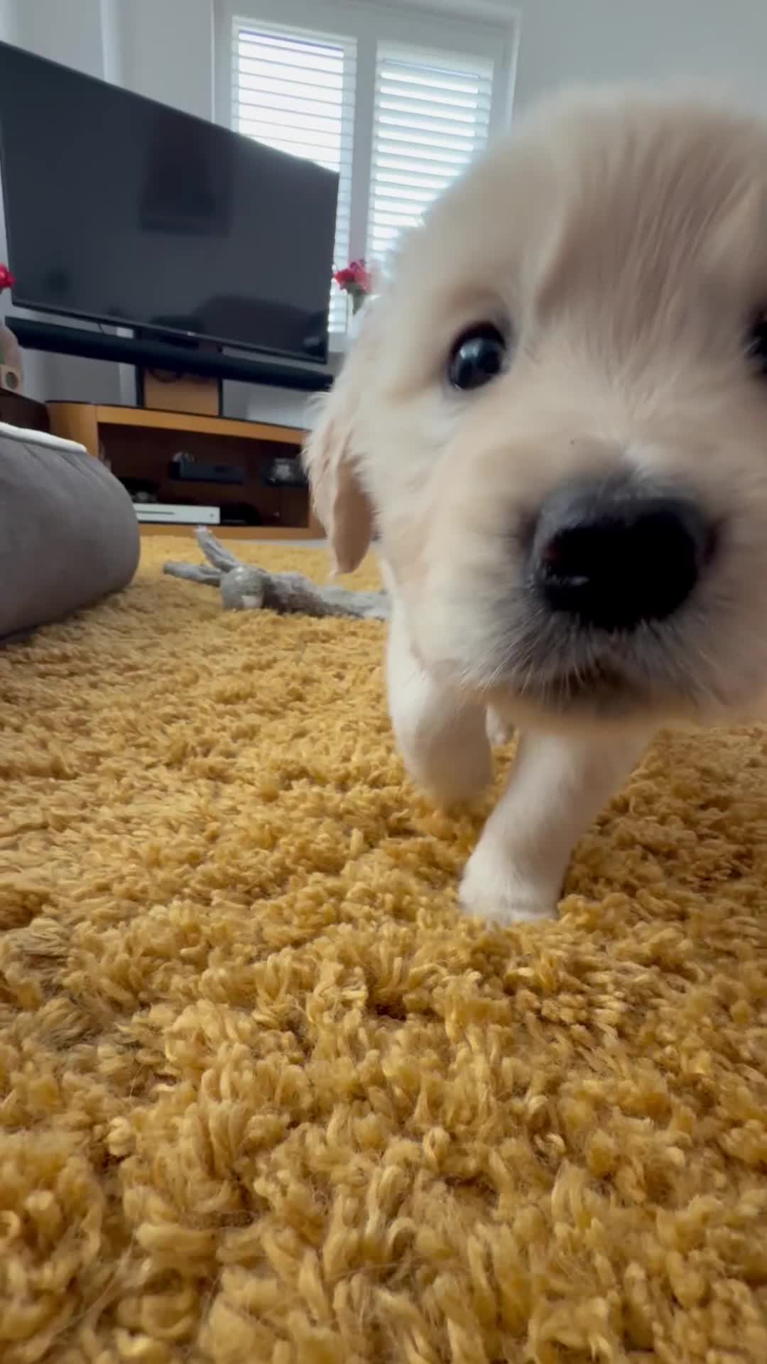 Golden Retriever dogs for sale: Golden Retriever Chunky Puppies for sale - Video 4