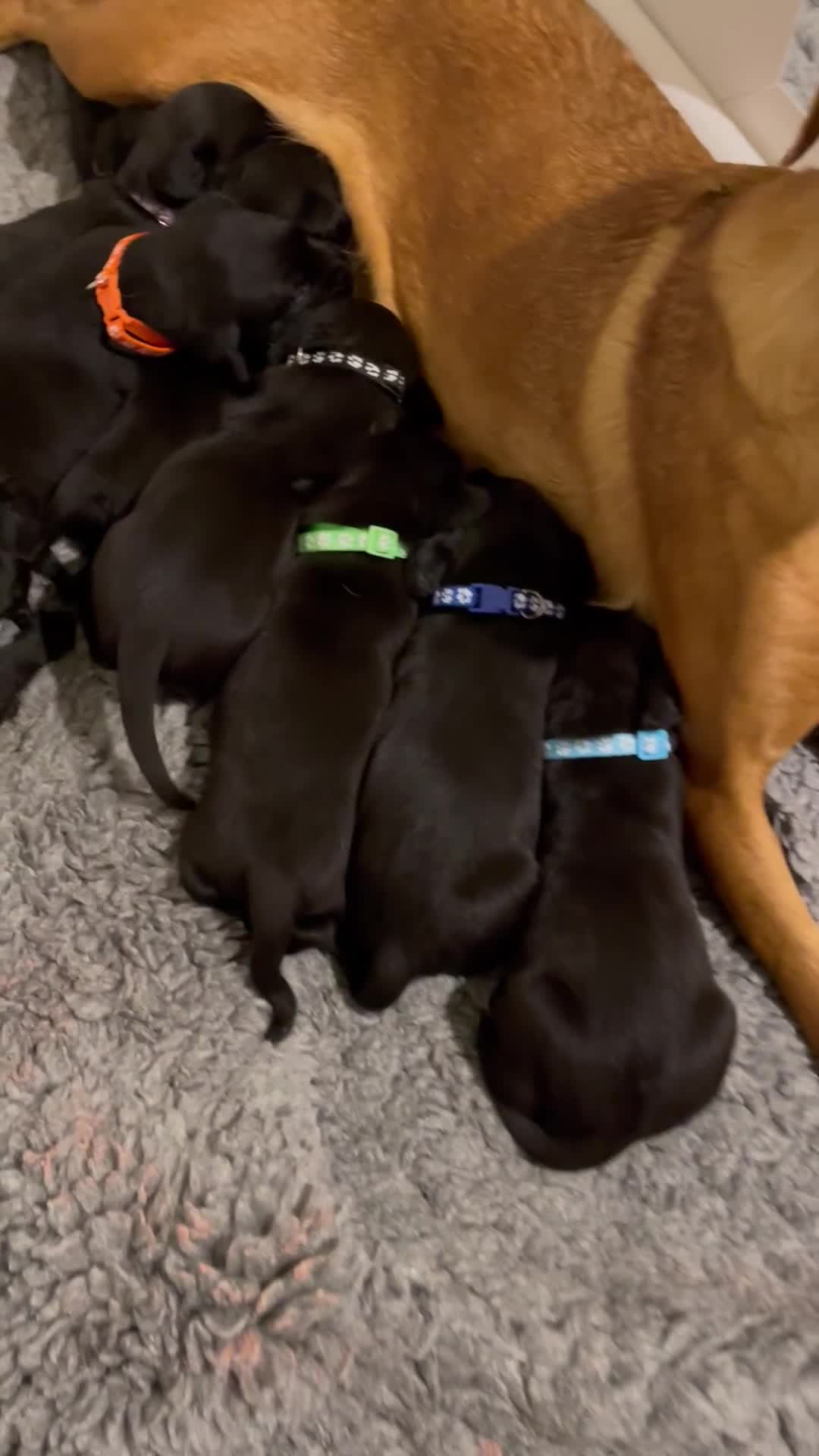 Labrador Retriever dogs for sale: 9 KC Black Lab Pups  - Video 1