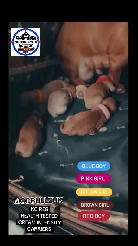 Miniature Dachshund dogs for sale: ⭐️⭐️⭐️⭐️⭐️ CREAM INTENSITY MINIDACHSHUND KCREG🐾❤️ - Video 1