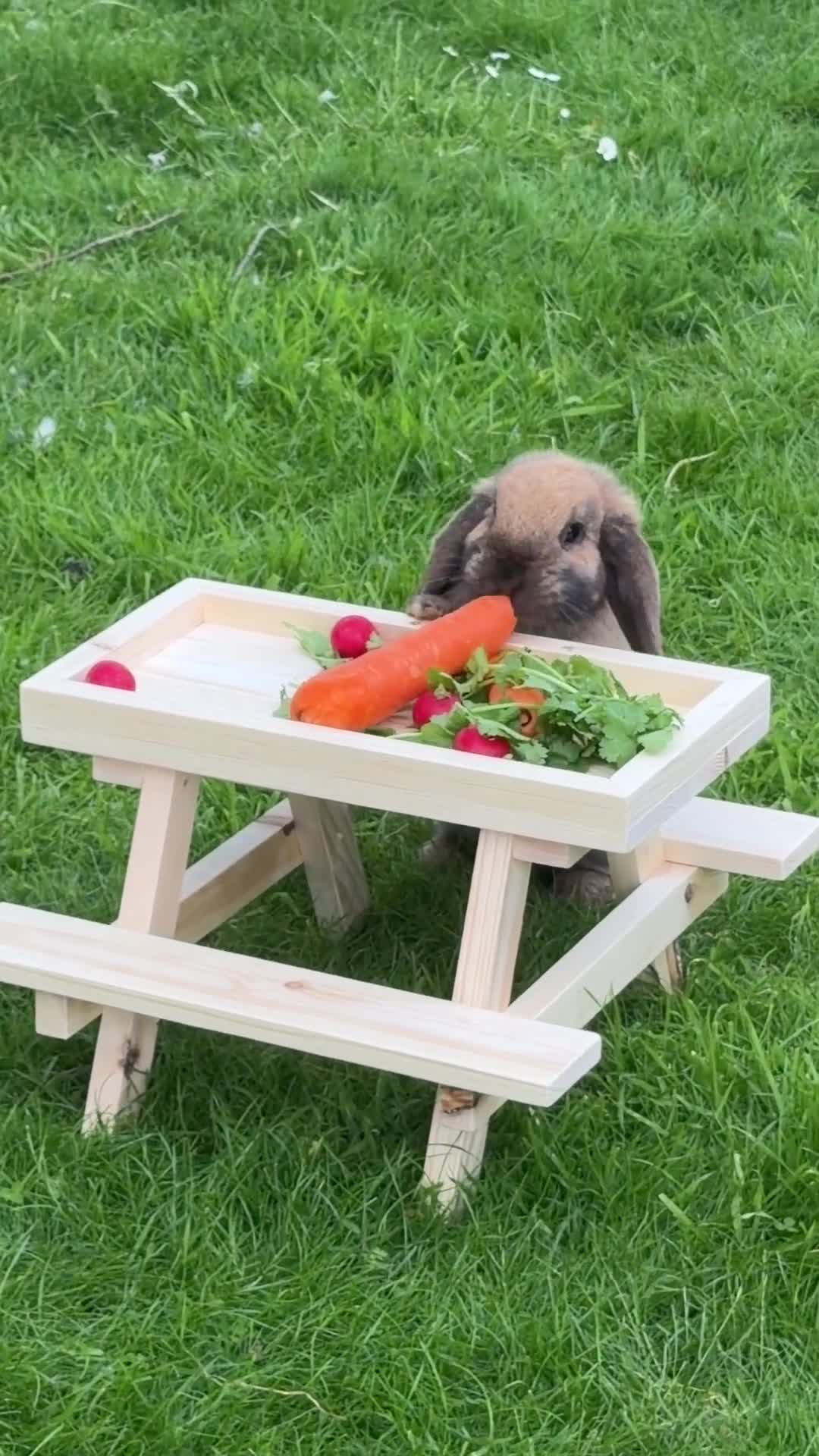 Mini Lion Lop rabbits for sale: Mini Lion Lops - Video 1