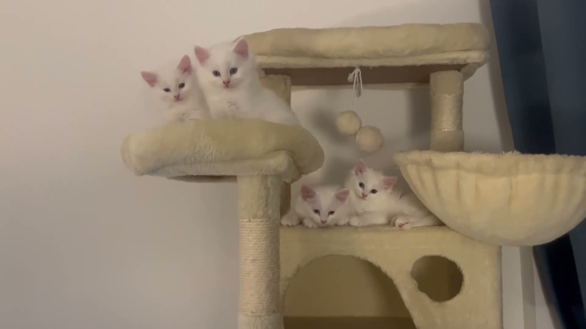 Persian cats for sale: Persian cross Angora kittens r in London - Video 1