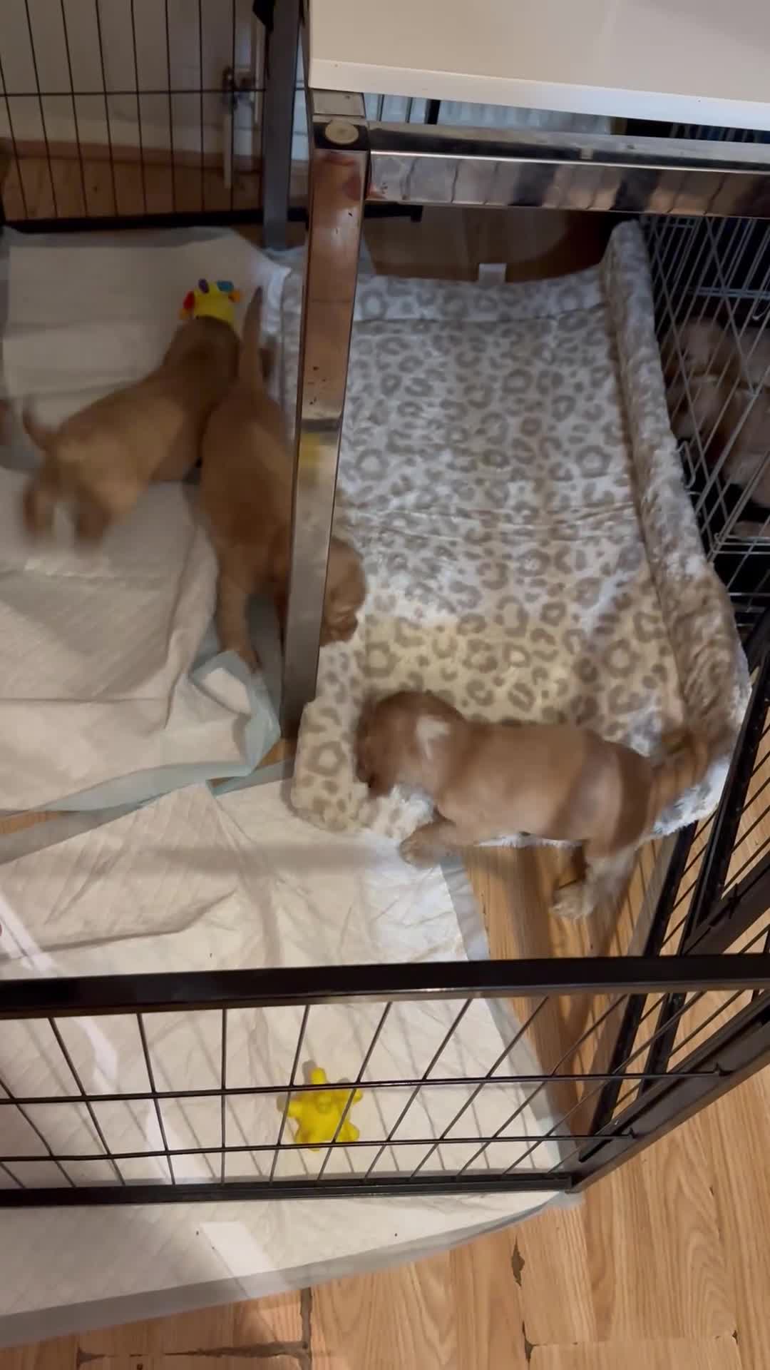 Cocker Spaniel dogs for sale: KC Golden Show Cocker Spaniel  READY TO GO! - Video 1