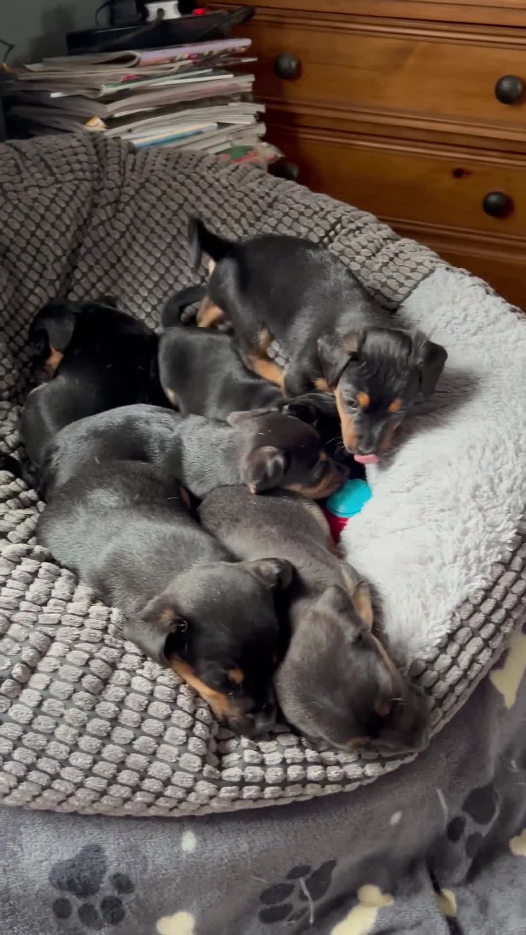 Jack Russell dogs for sale: Jack Russell’s ready now - Video 3