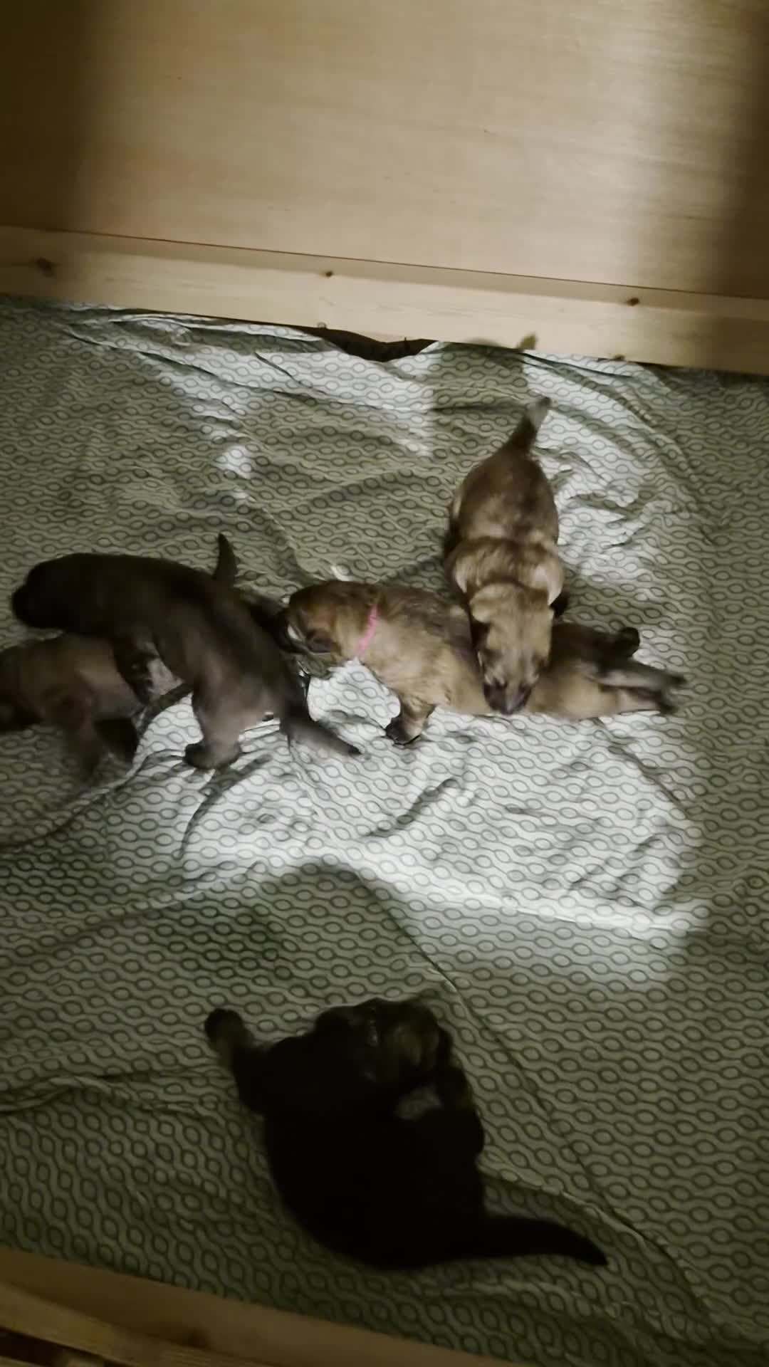 German Shepherd dogs for sale: Beautiful GSD puppies - Video 1