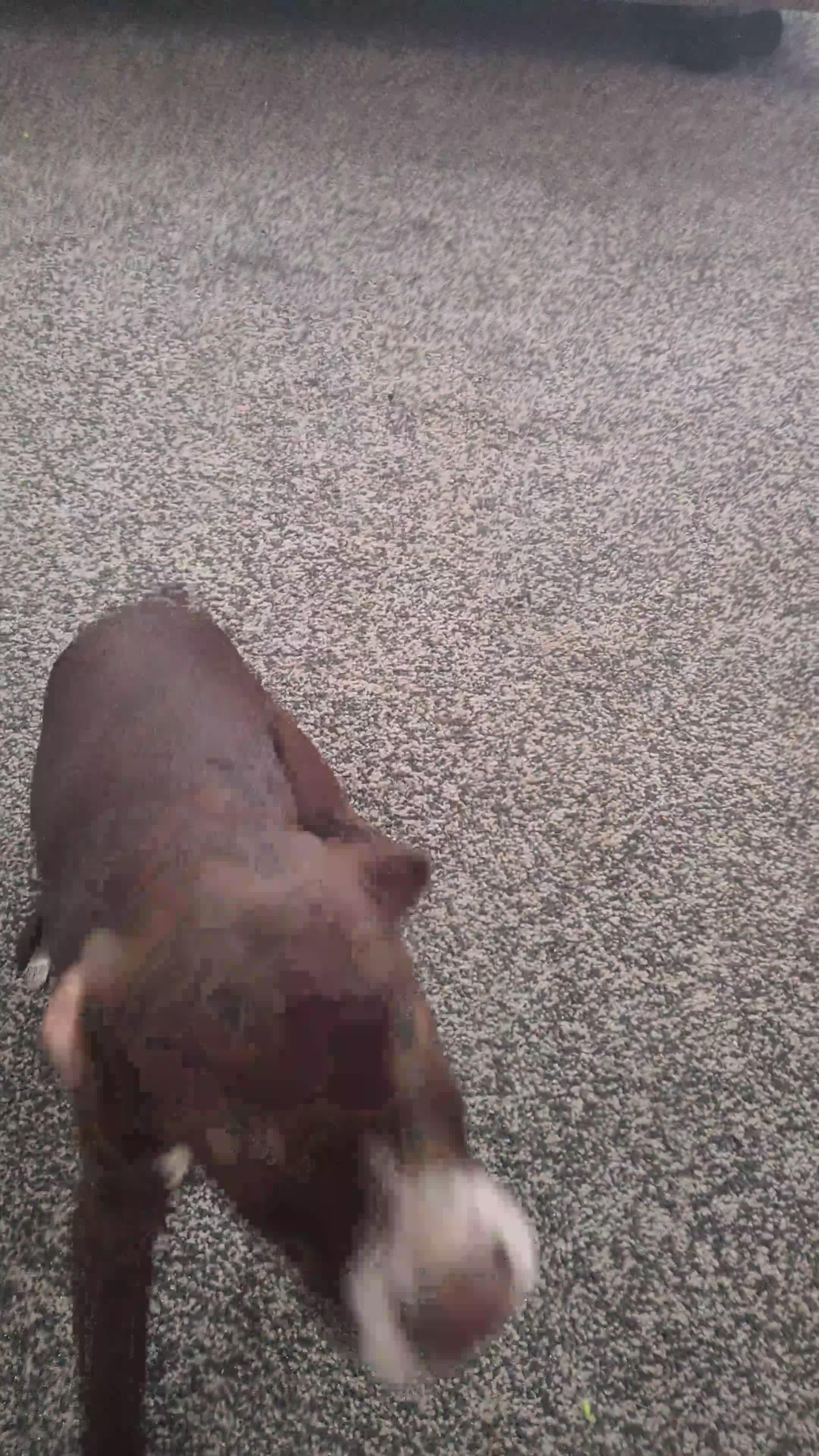 Mixed Breed dogs for sale: Nala three months in Hartlepool - Video 1