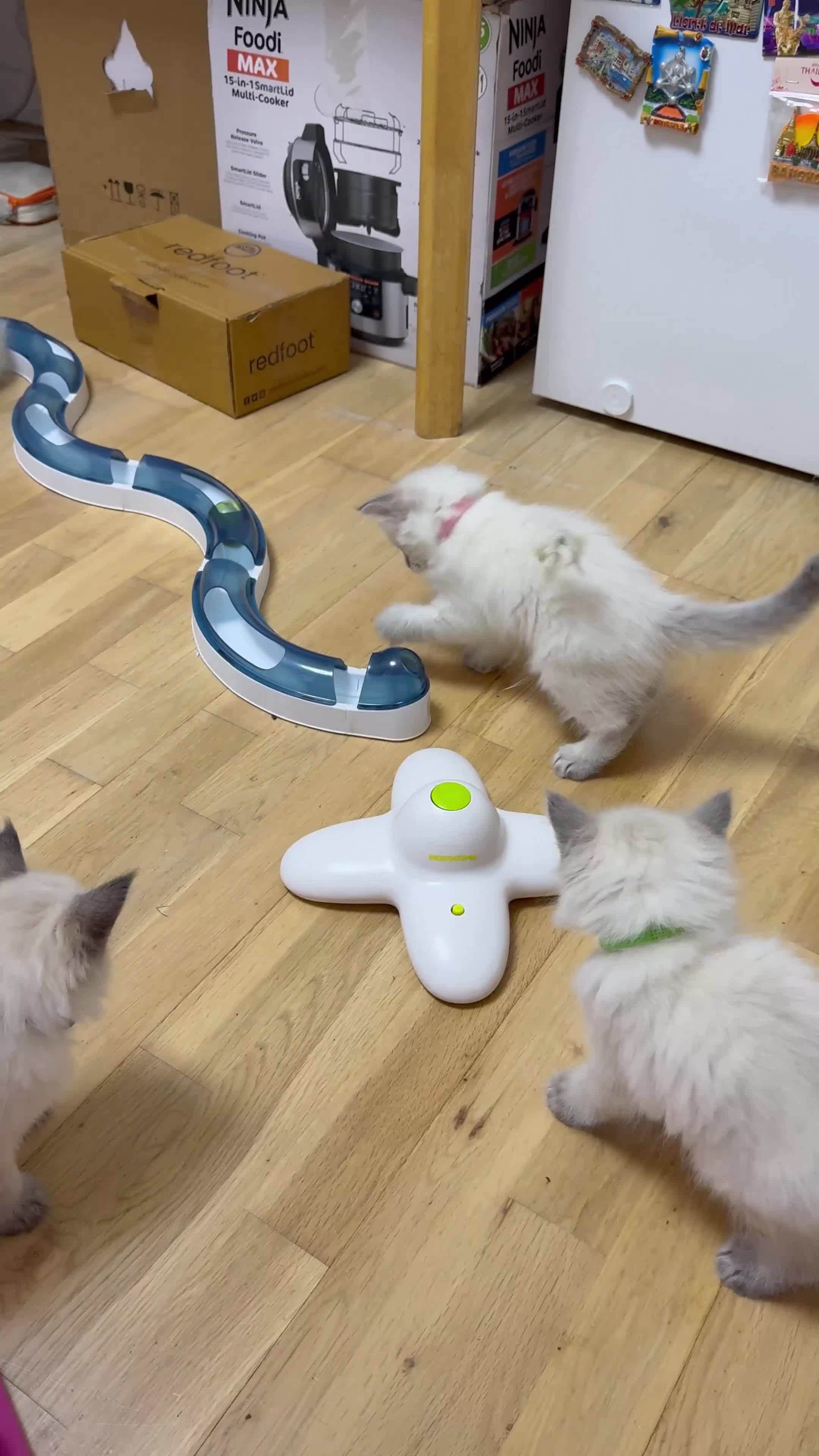 Siberian cats for sale: Hypoallergenic Siberian Neva Masquerade kittens - Video 1