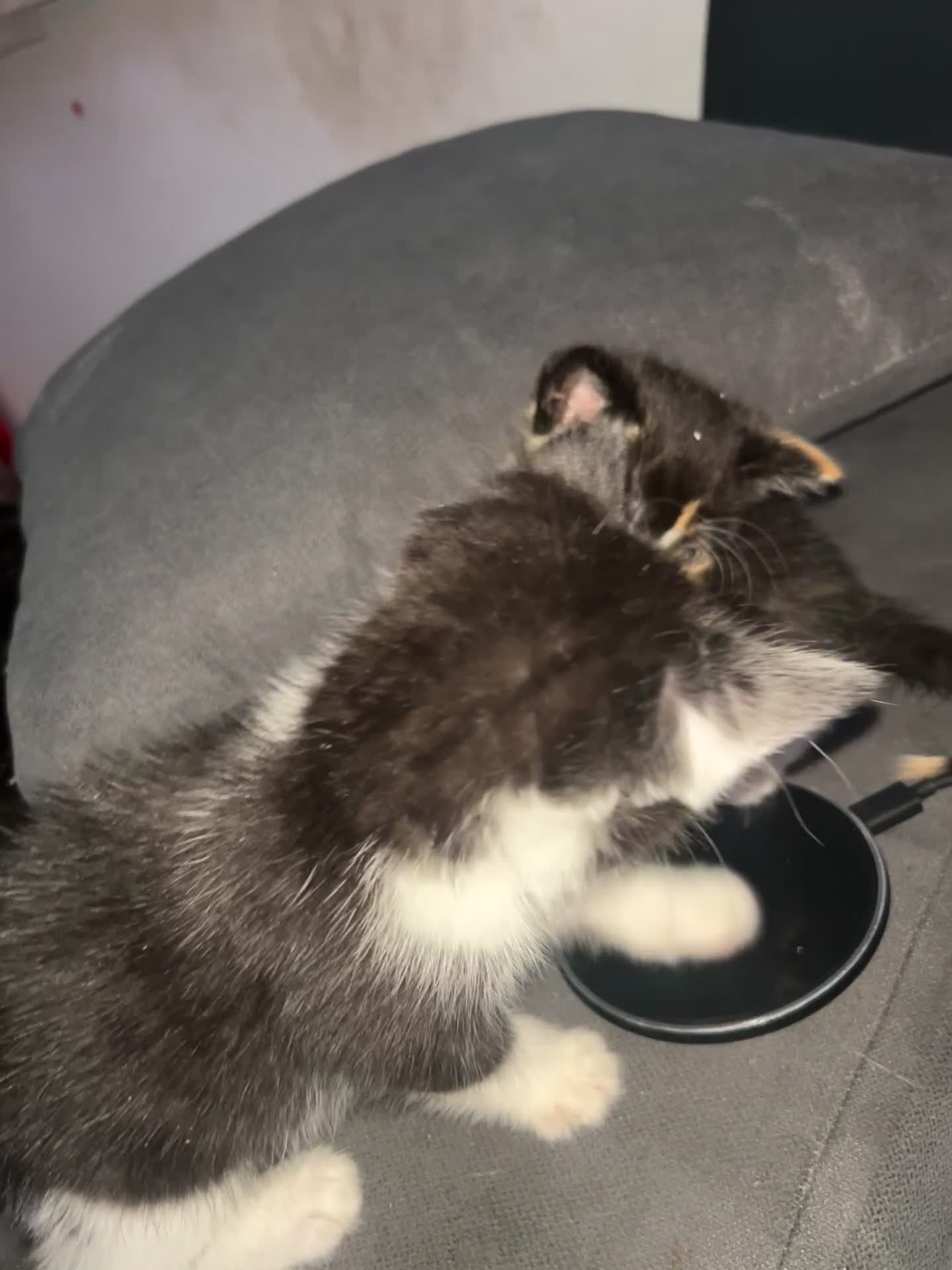 British Shorthair cats for sale: 1 female kitten. Ready to leave  - Video 1