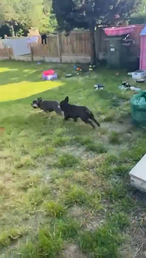 French Bulldog dogs for sale: Ready to go French bulldog pups - Video 1