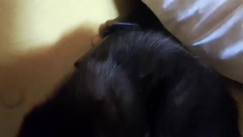 Mixed Breed cats for sale: 1 Ghost Tabby, 1 Tortoiseshell and 1 Black kittens in Cranbrook - Video 1