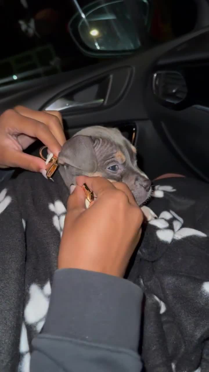 Mixed Breed dogs for sale: Beautiful staffy x bullmastiff  - Video 1