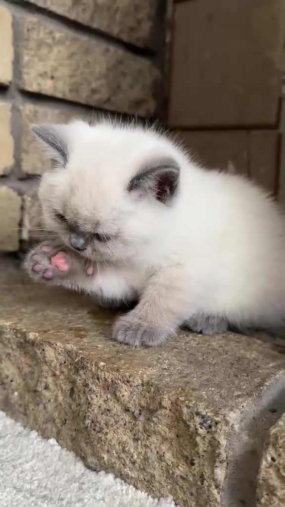 British Shorthair cats for sale: Beautiful British Shorthair Kittens - Video 2