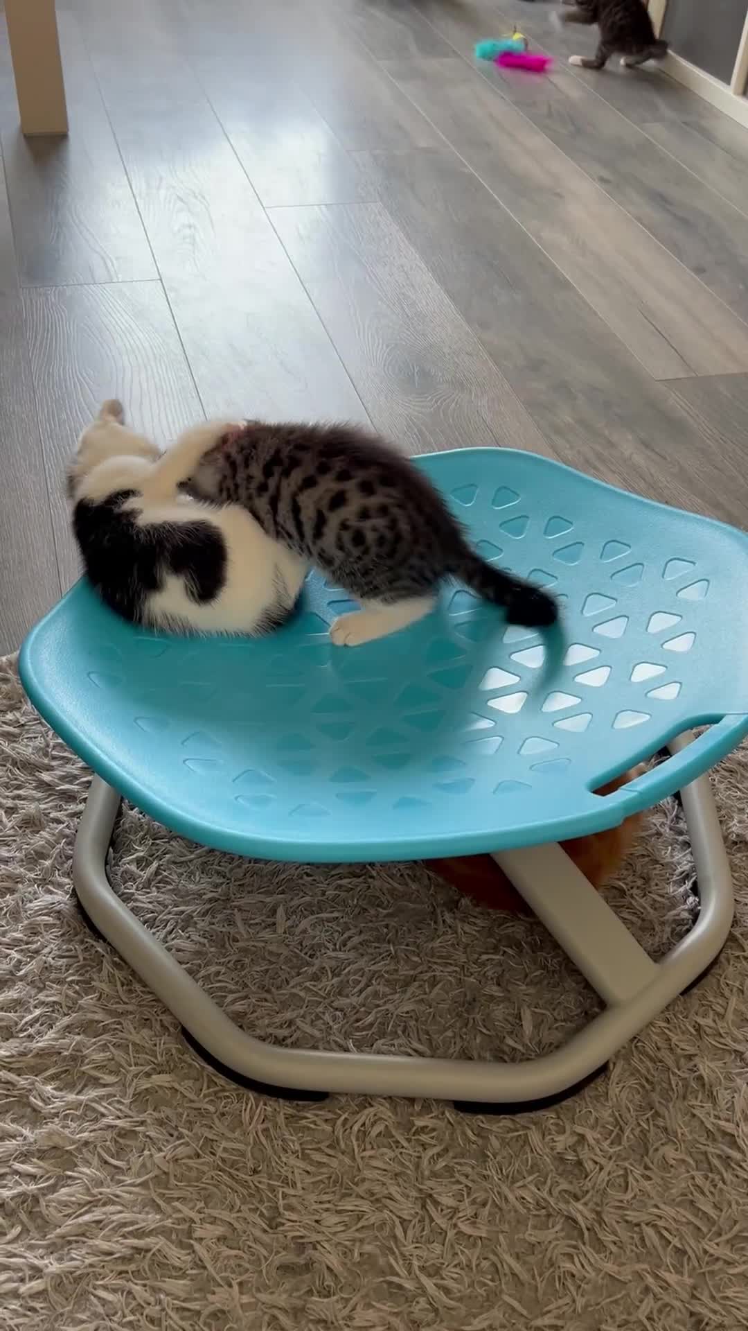 Mixed Breed cats for sale: Gorgeous vaccinated kitten 🐱❤️ - Video 2