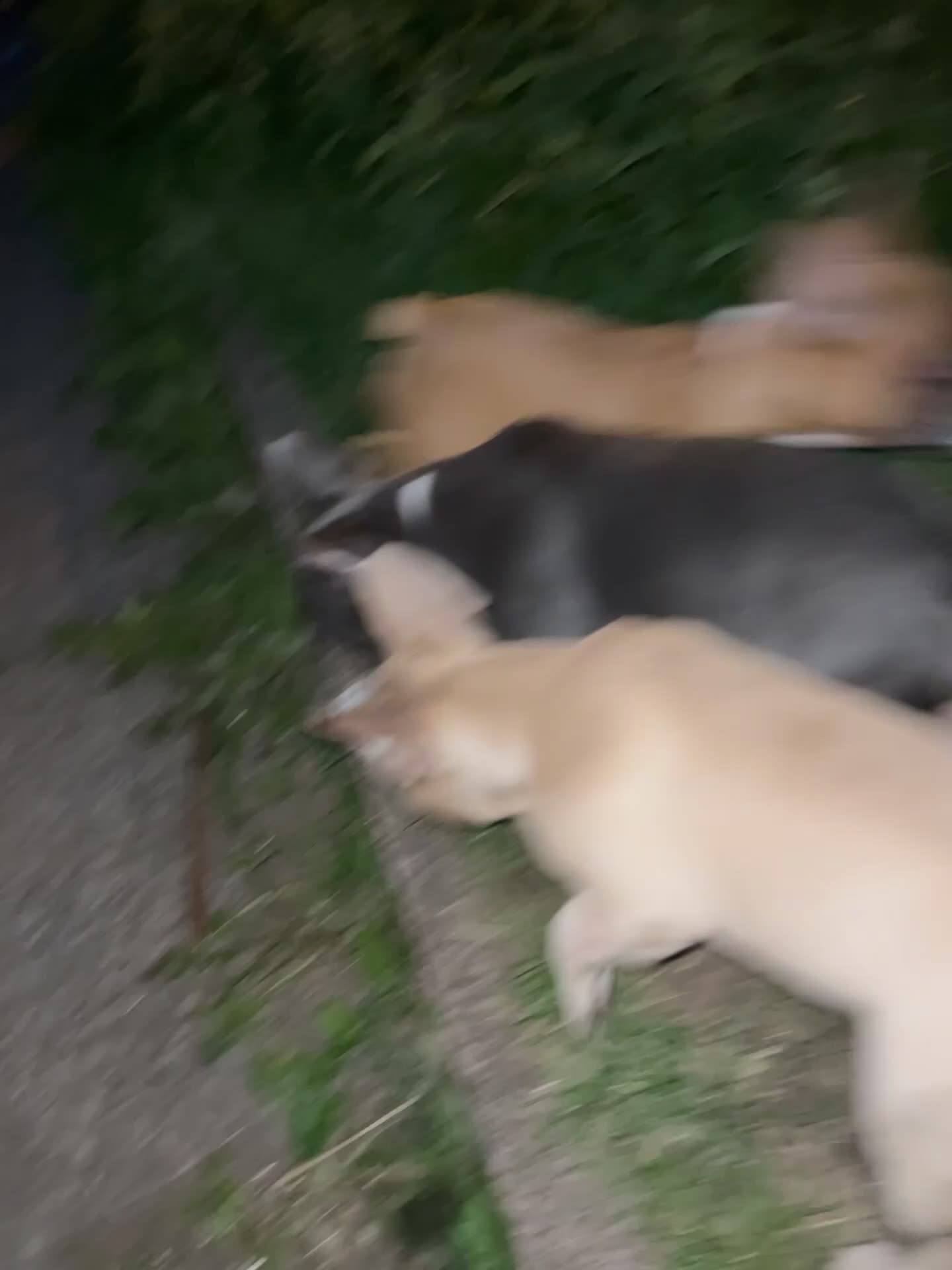 French Bulldog dogs for sale: 🚨🚨adorable Frenchie pups, cheapest prices 🚨🚨 - Video 2