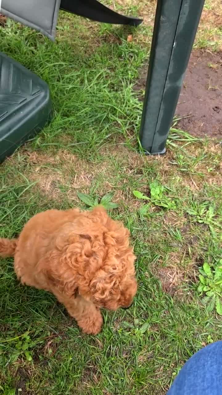 Cockapoo dogs for sale: Teddy - Video 1
