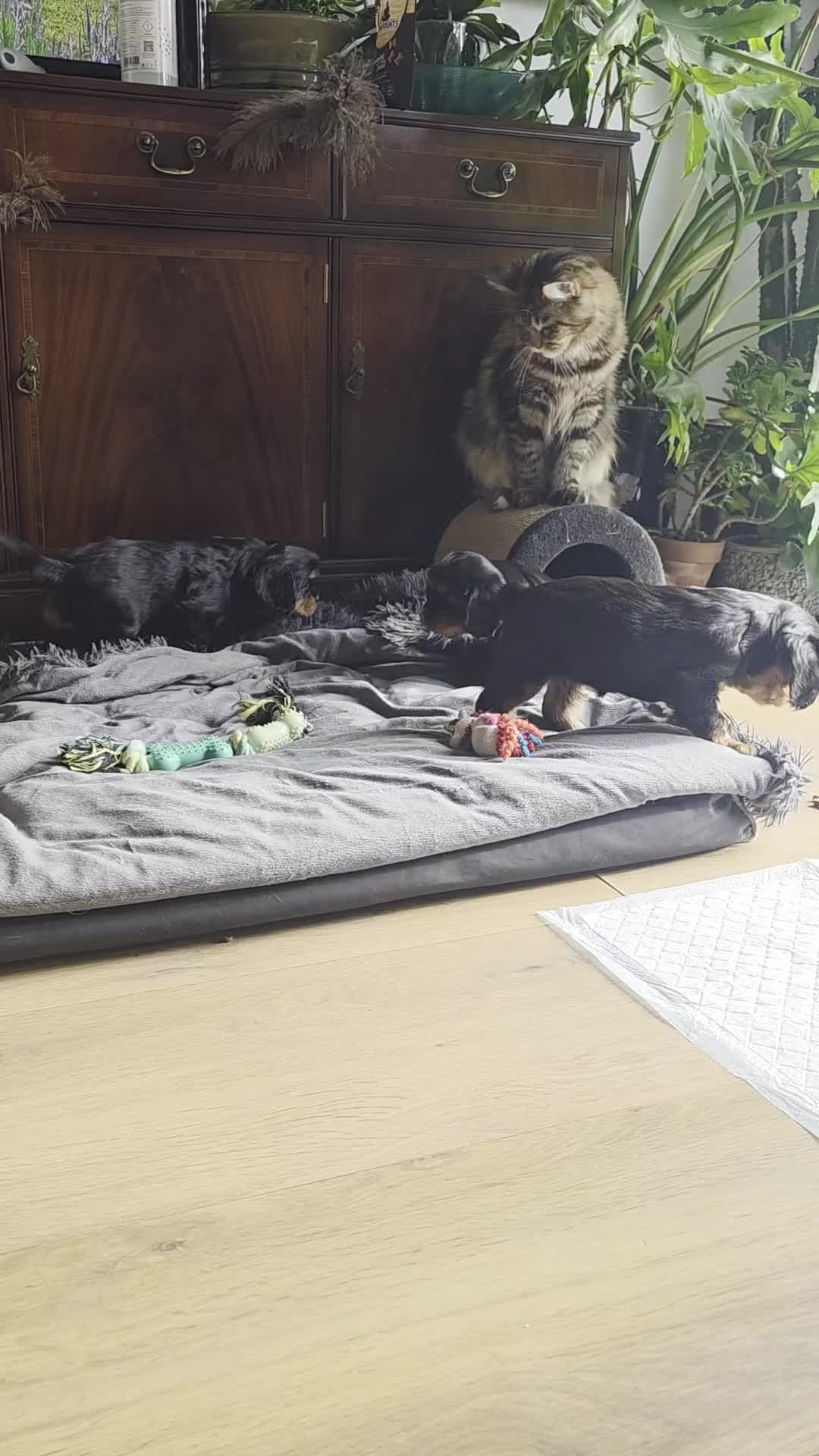 Cavalier King Charles Spaniel dogs for sale: Cavalier King Charles puppy girls - Video 1