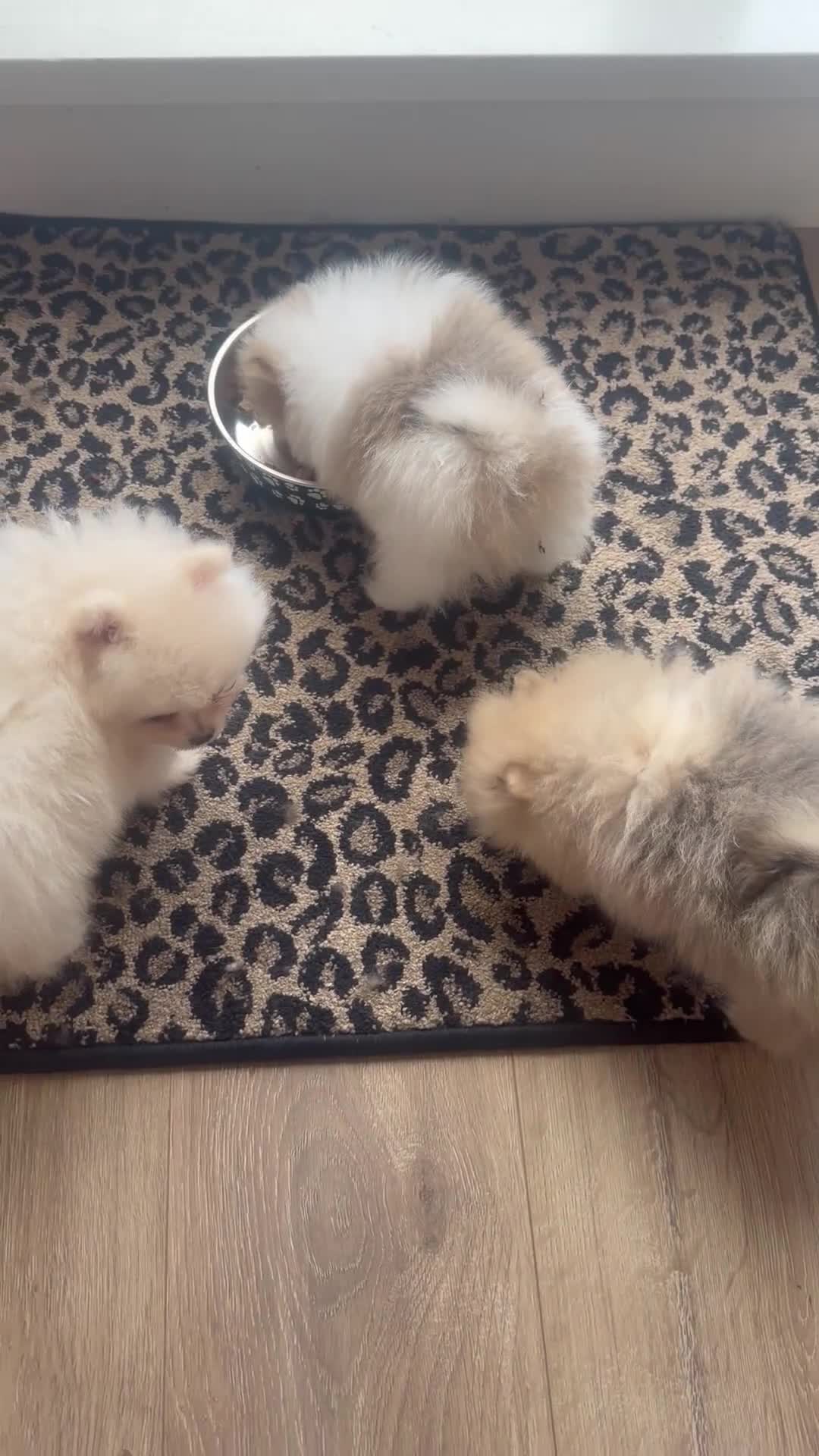 Pomeranian dogs for sale:  **  Russian Pomeranian’s  - Video 2
