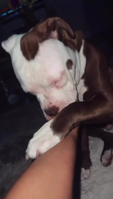 American Bull Staffy dogs for sale: American Staffordshire Terrier - Video 5