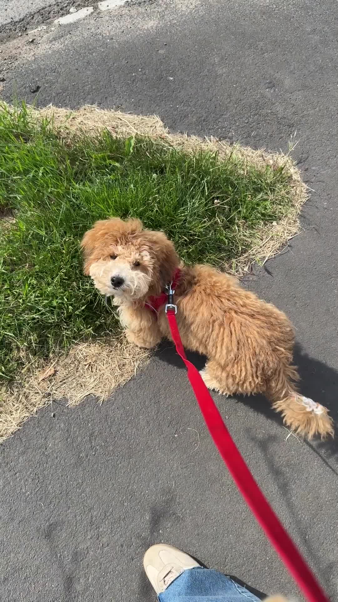 Maltipoo dogs for sale: Maltipoo Male - Video 4