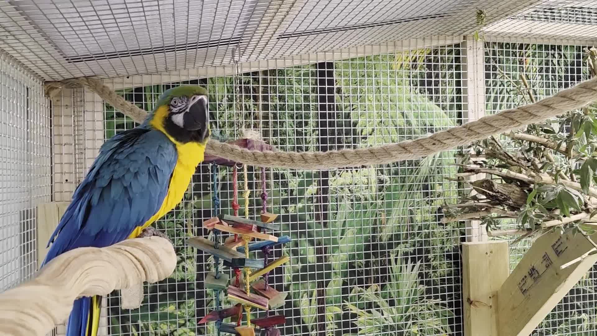 Macaws birds for sale: Proven breeding pair blue & gold macaws - Video 5