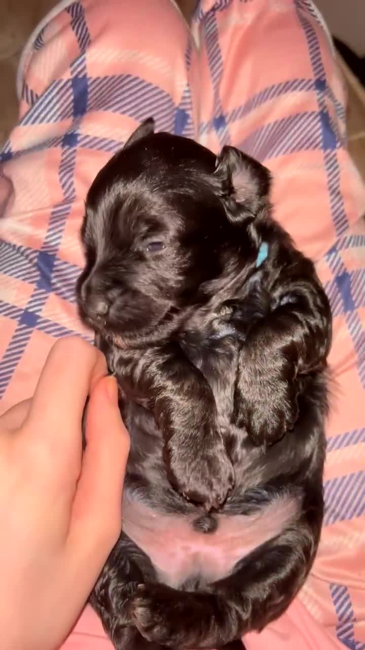 Yorkiepoo dogs for sale: Yorkiepoo Puppies - Video 2
