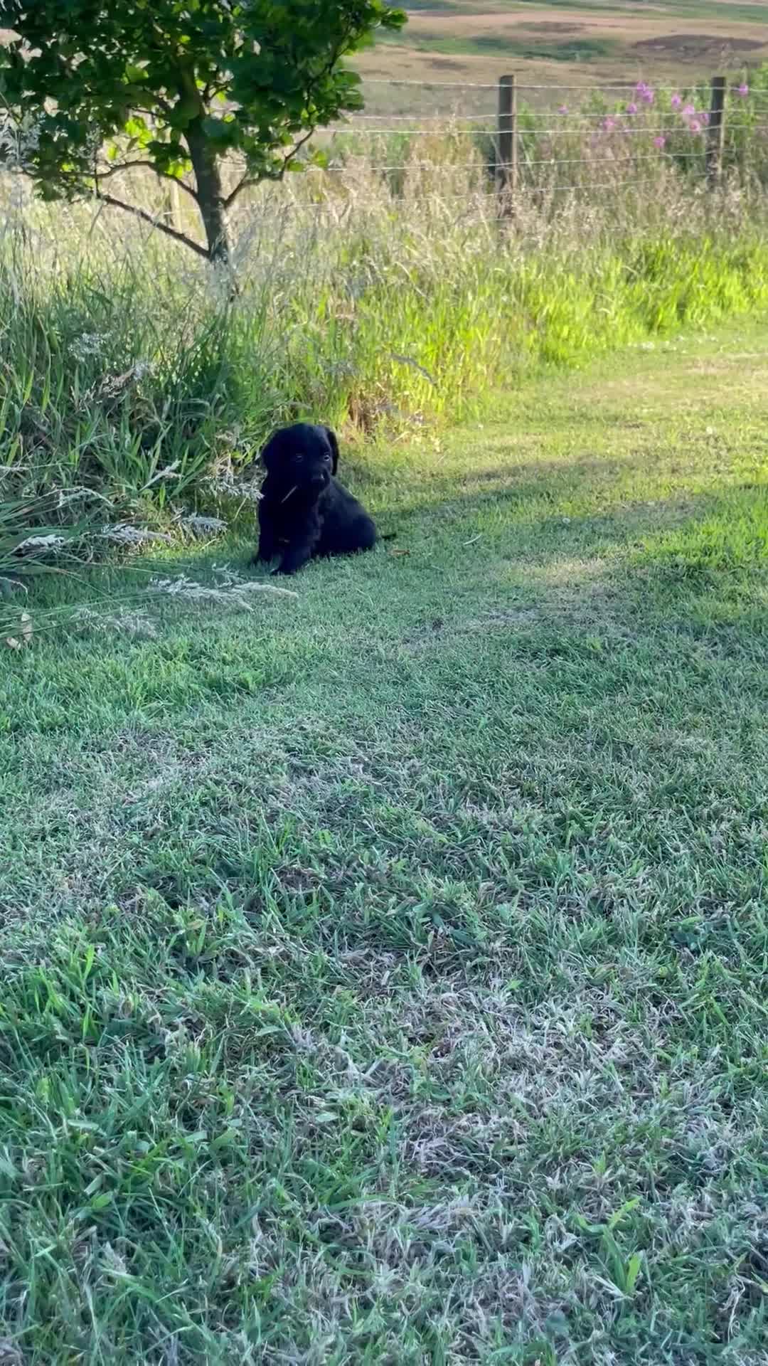 Cocker Spaniel dogs for sale: KC Registered Working Cocker Spaniel Puppies - Video 3