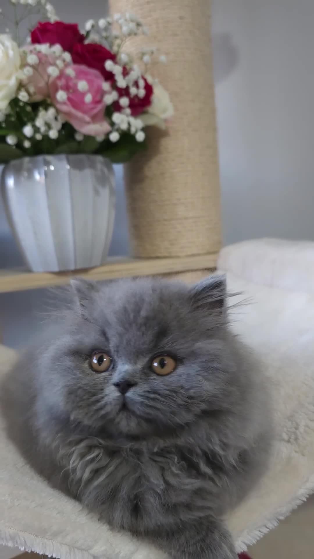 British Shorthair cats for sale: ✨️READY NOW🚗FREE DELIVERY! - Video 1