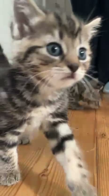 Mixed Breed cats for sale: Seven Tabbies from our Lucky Black Cat - Video 1
