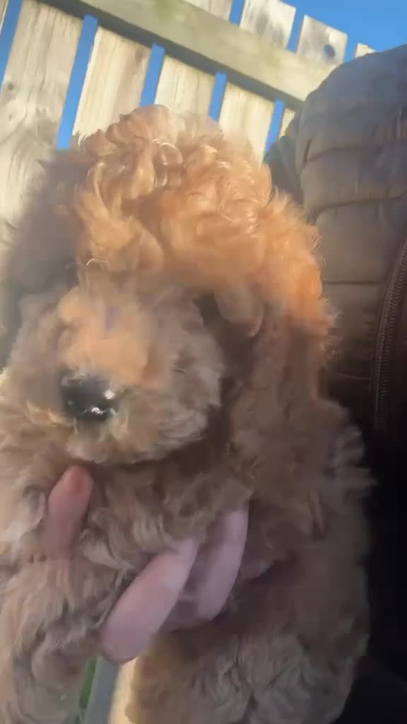 Miniature Poodle dogs for sale: READY TO GO 🐾 Miniature Poodle Puppies🐾 - Video 1