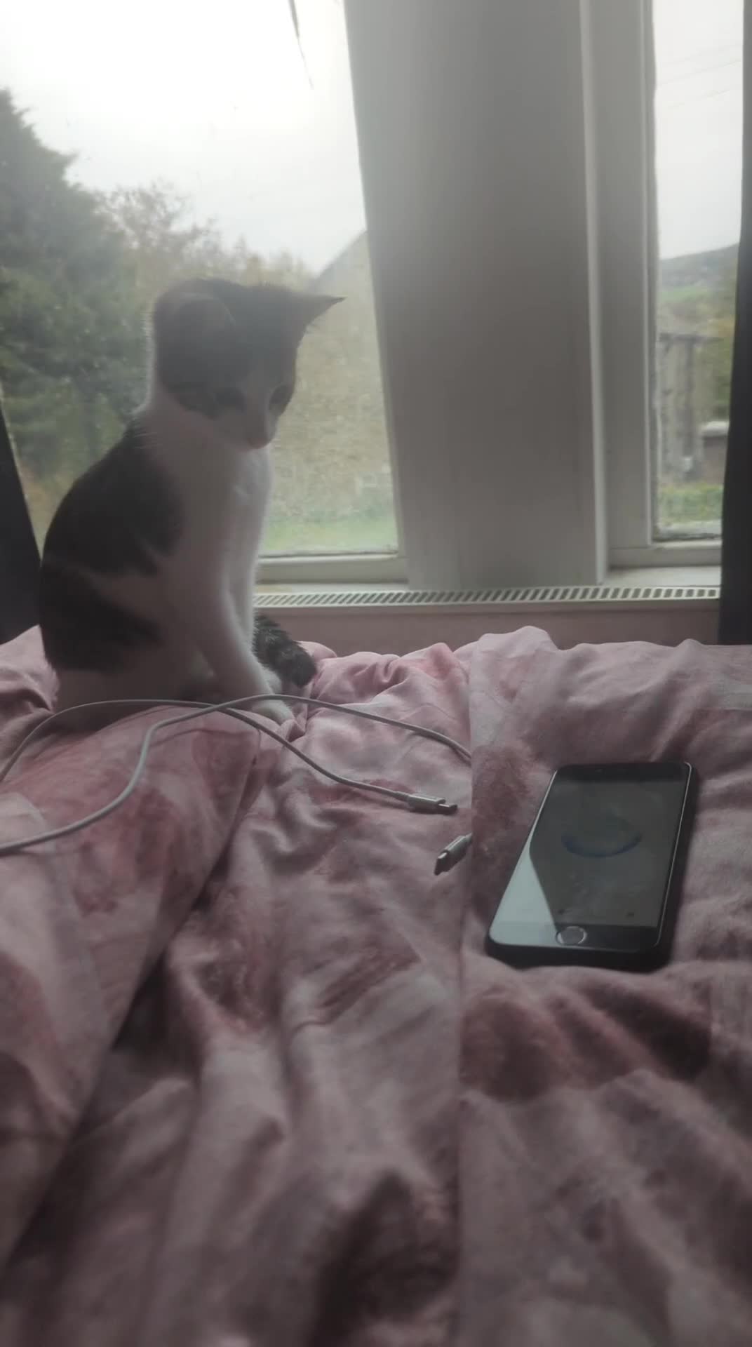 European cats for sale: 2 Adorable Kittens ready for their forever homes  - Video 2