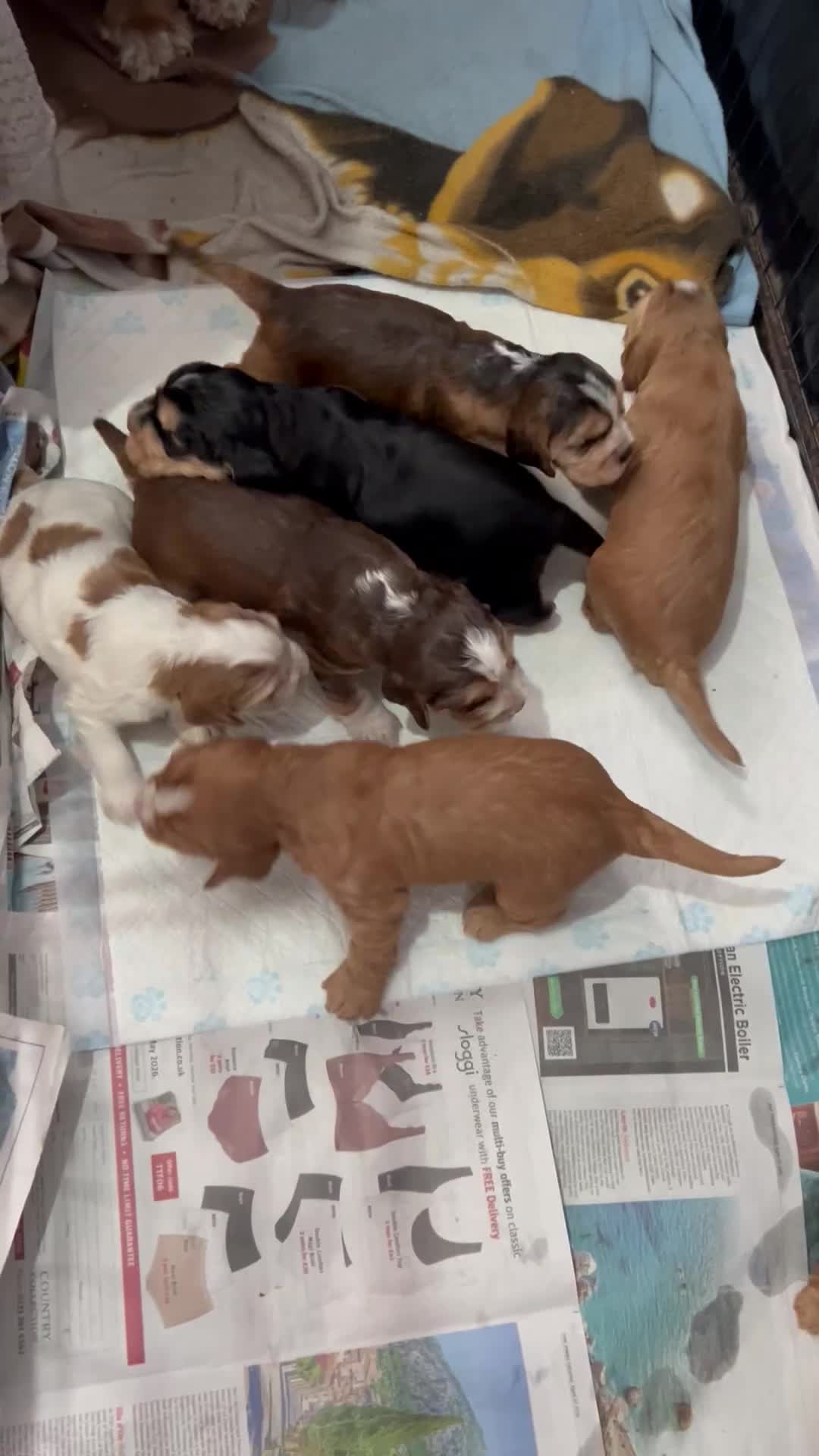 Cocker Spaniel dogs for sale: Kc reg show type cockers - Video 1