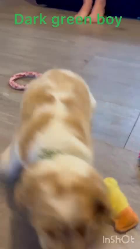 Cocker Spaniel dogs for sale: Cocker pups  - Video 1