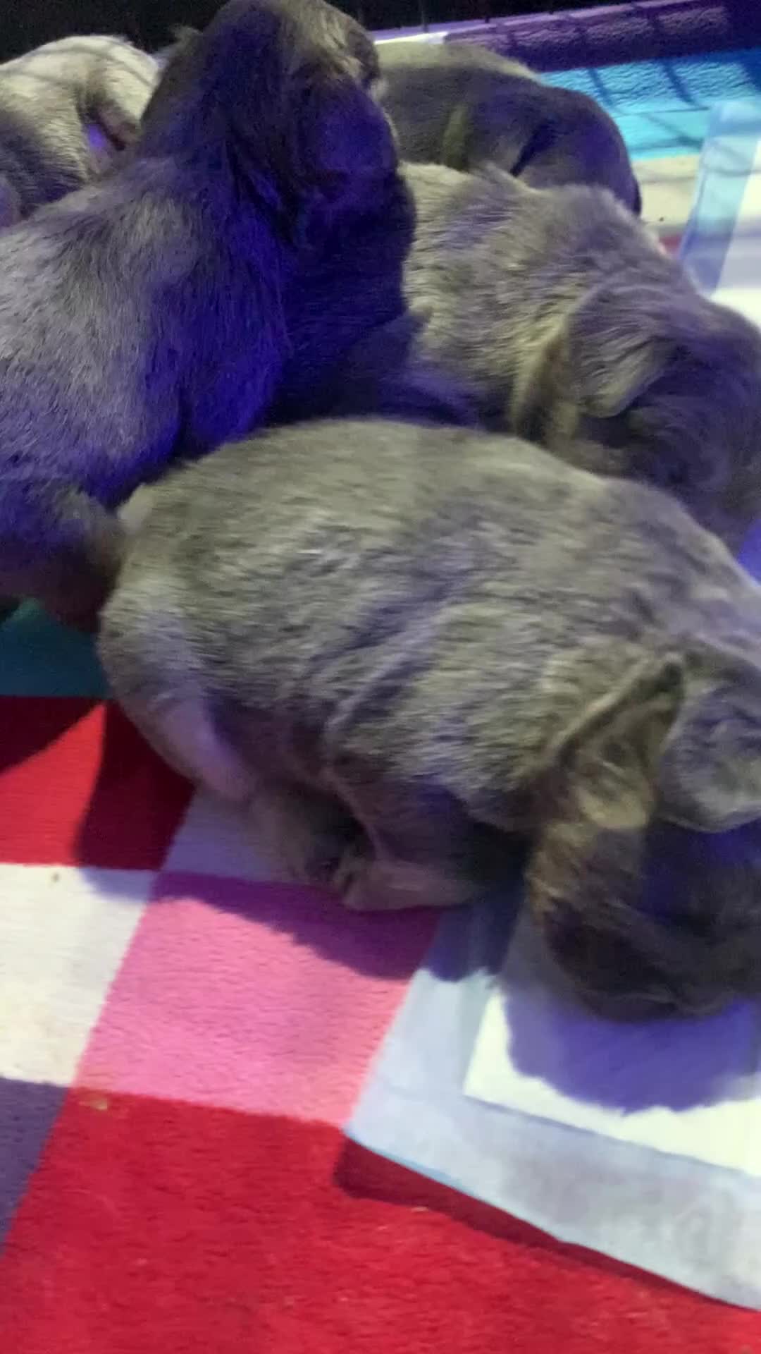 French Bulldog dogs for sale: Isabella fluffy  **  french bulldogs - Video 2