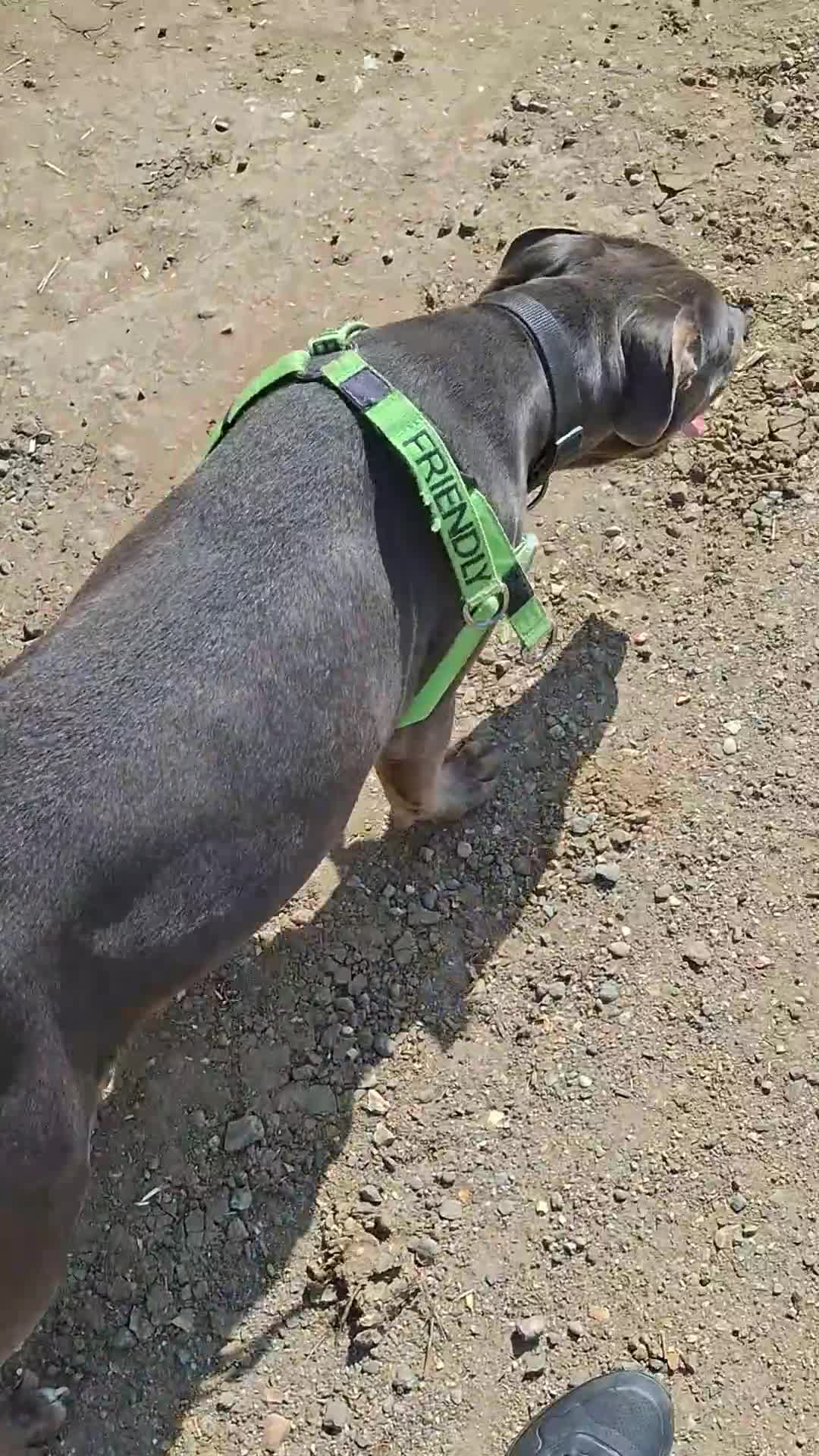 Cane Corso dogs for sale: Duke - 11 month old Cane Corso - Video 3