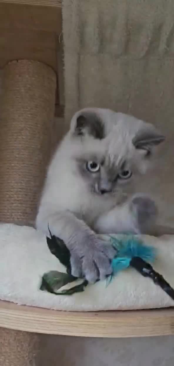 British Shorthair cats for sale: Beautiful BSH Colourpointed Male, GCCF reg. - Video 1