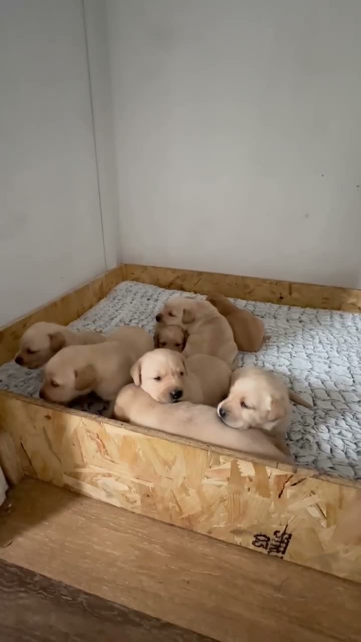 Labrador Retriever dogs for sale: My Labrador Puppys 🐾 - Video 1