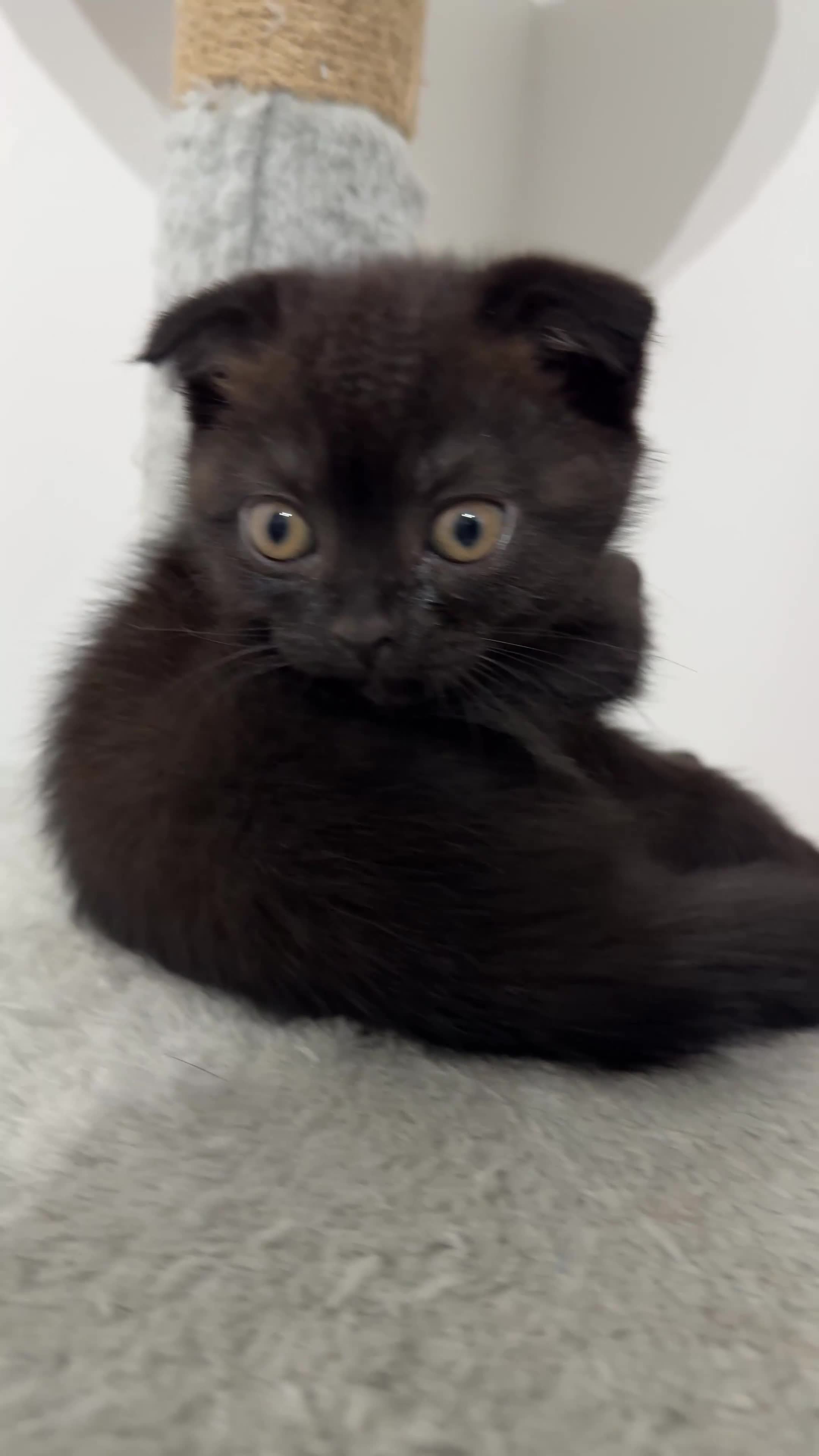 British Shorthair cats for sale: British Shorthair in Isleworth - Video 1