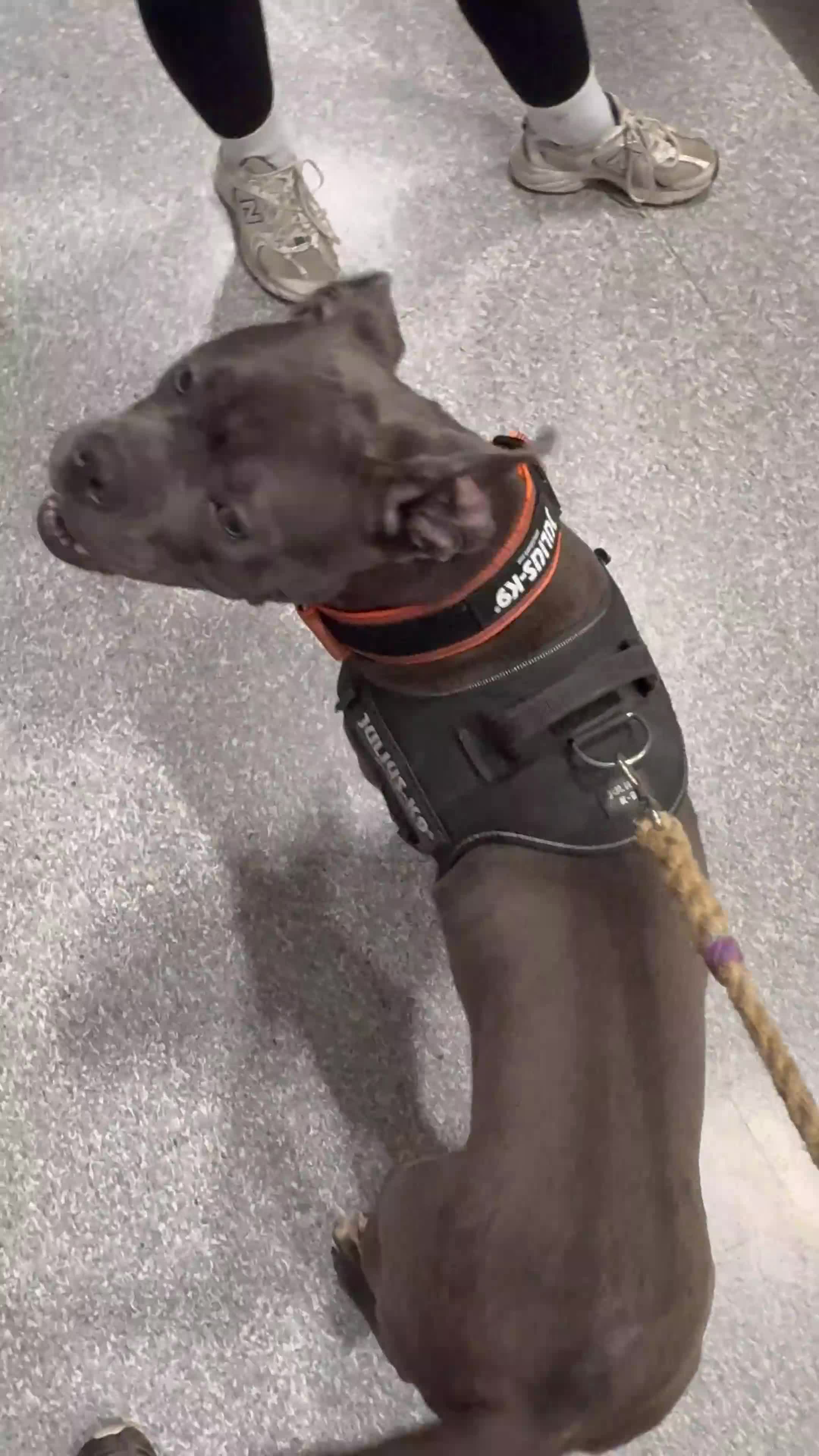 Mixed Breed dogs for sale: Cane Corso  - Video 2