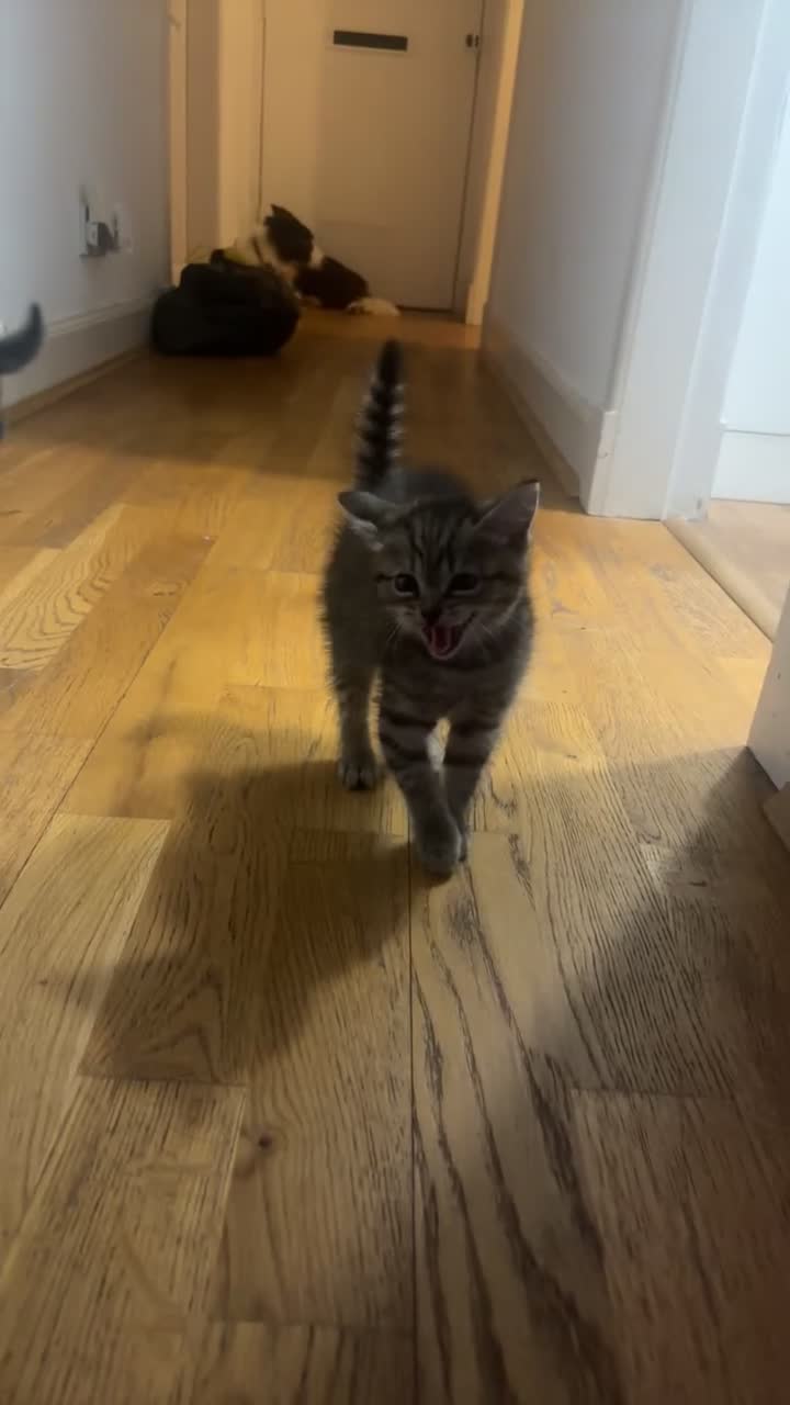 Mixed Breed cats for sale: Beautiful kittens looking for forever home 🐾  - Video 1